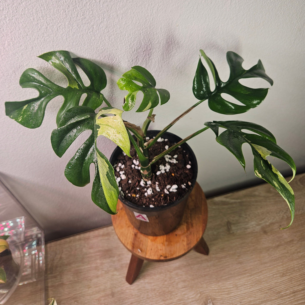 Variegated Mini Monstera – Rhaphidophora tetrasperma Variegata