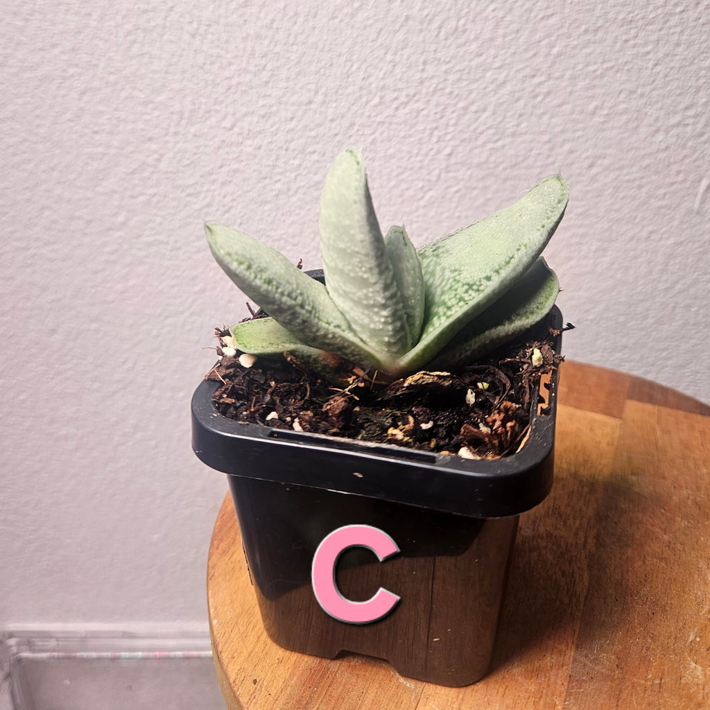 Gasteria batesiana ‘Ox Tongue’ – Rare Gasteria Succulent