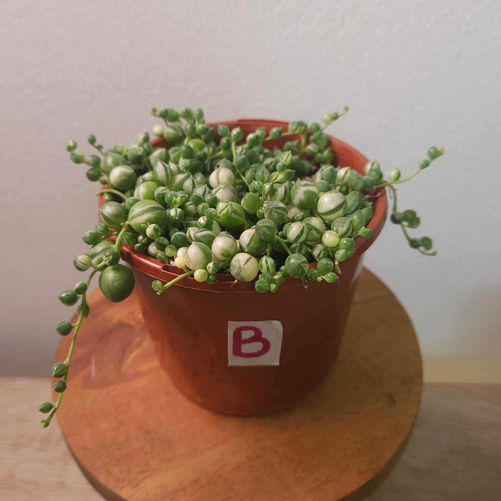 Variegated String of Pearls (Senecio rowleyanus variegata)