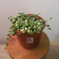 Variegated String of Pearls (Senecio rowleyanus variegata)