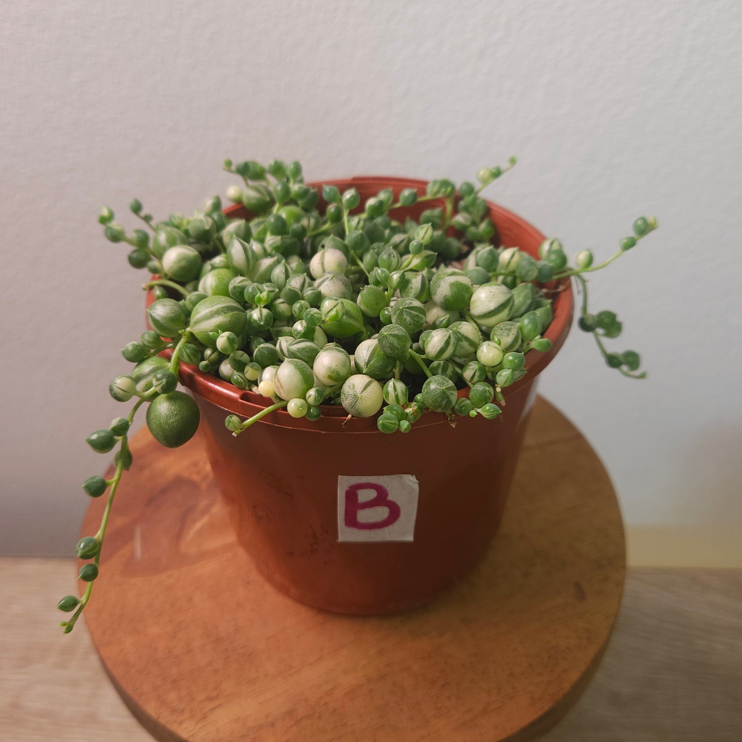 Variegated String of Pearls (Senecio rowleyanus variegata)