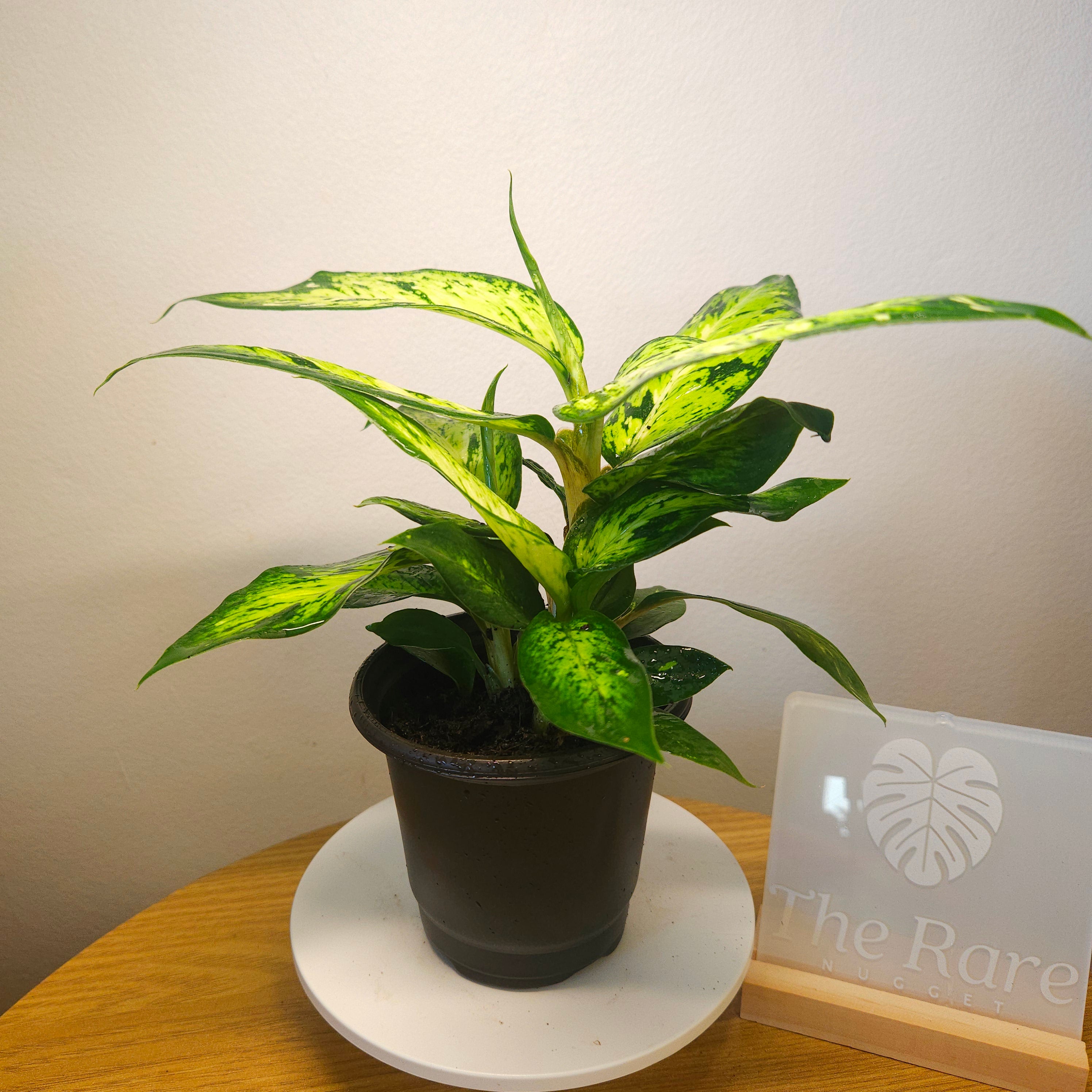 Dieffenbachia Star Bright