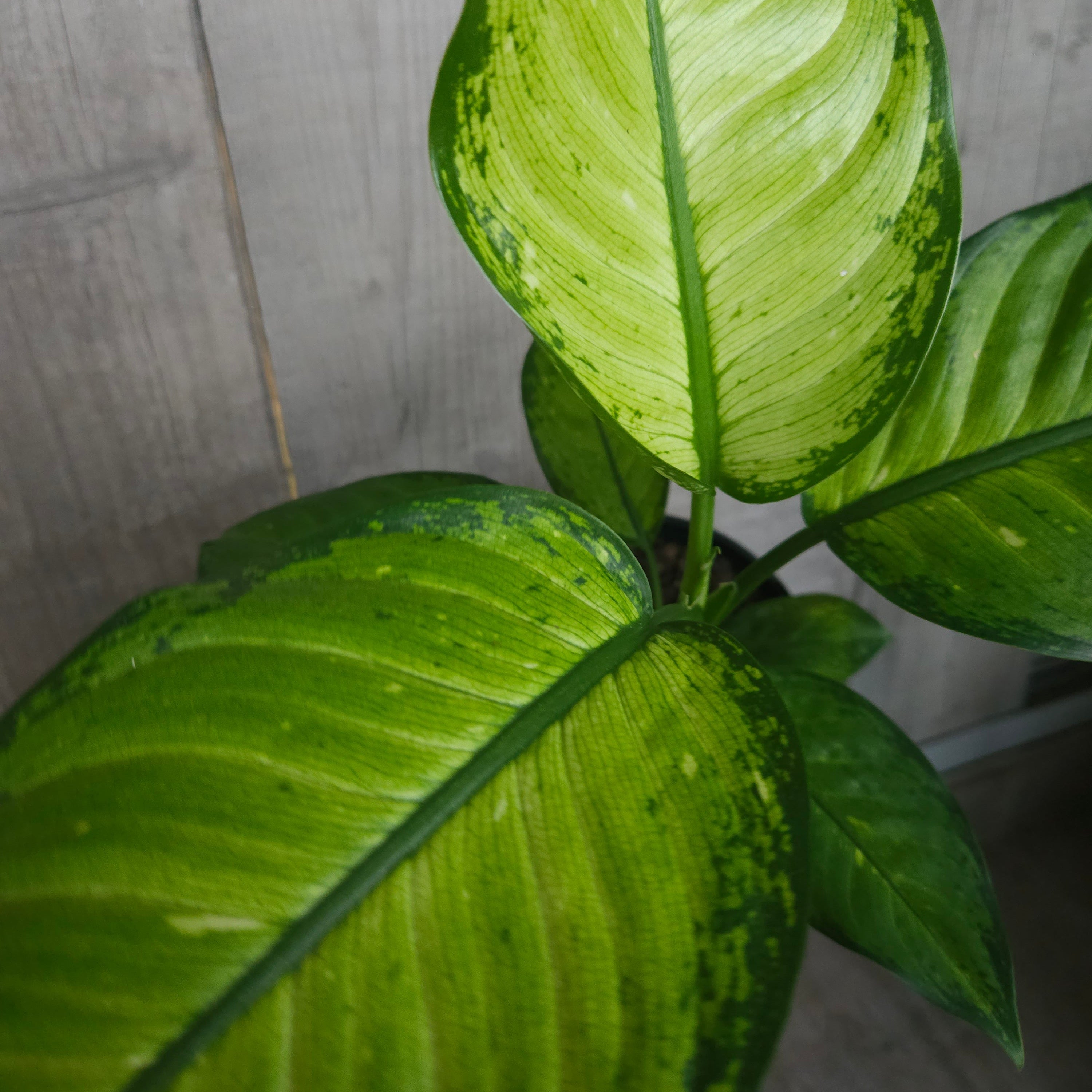 Dieffenbachia ‘Milky Way'