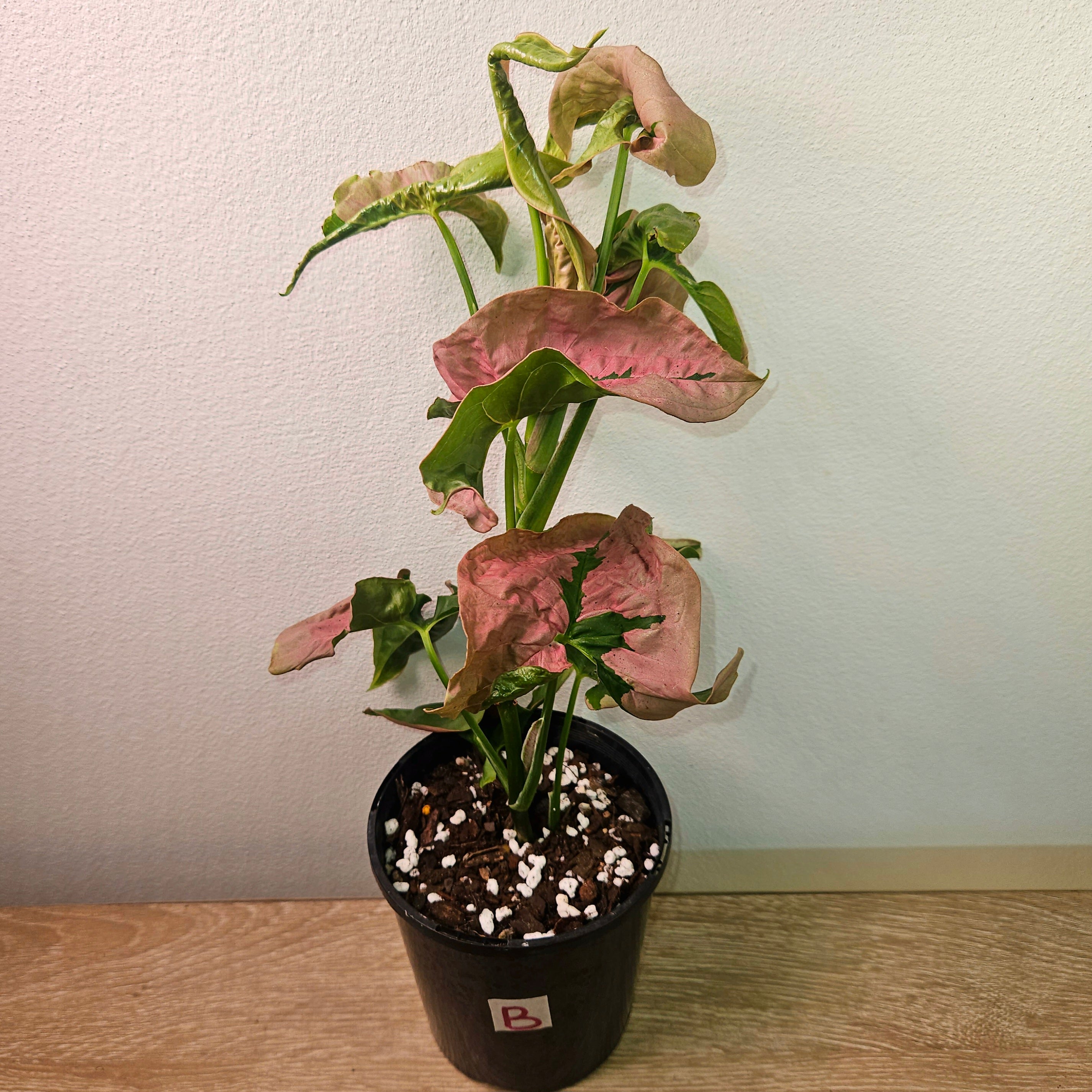 Syngonium Lava – Rare Red & Copper Toned Arrowhead Plant