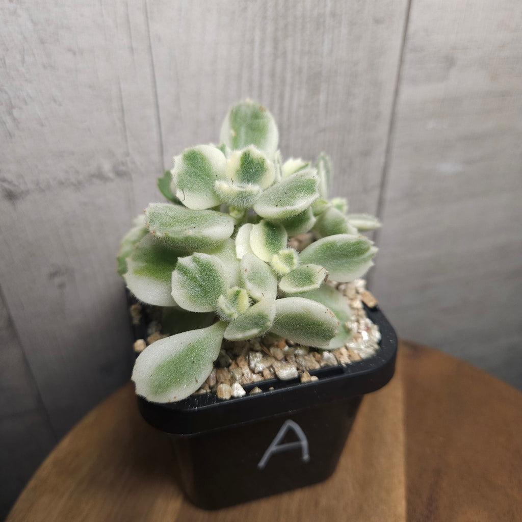 Cotyledon Tomentosa White Variegated Bears Paws