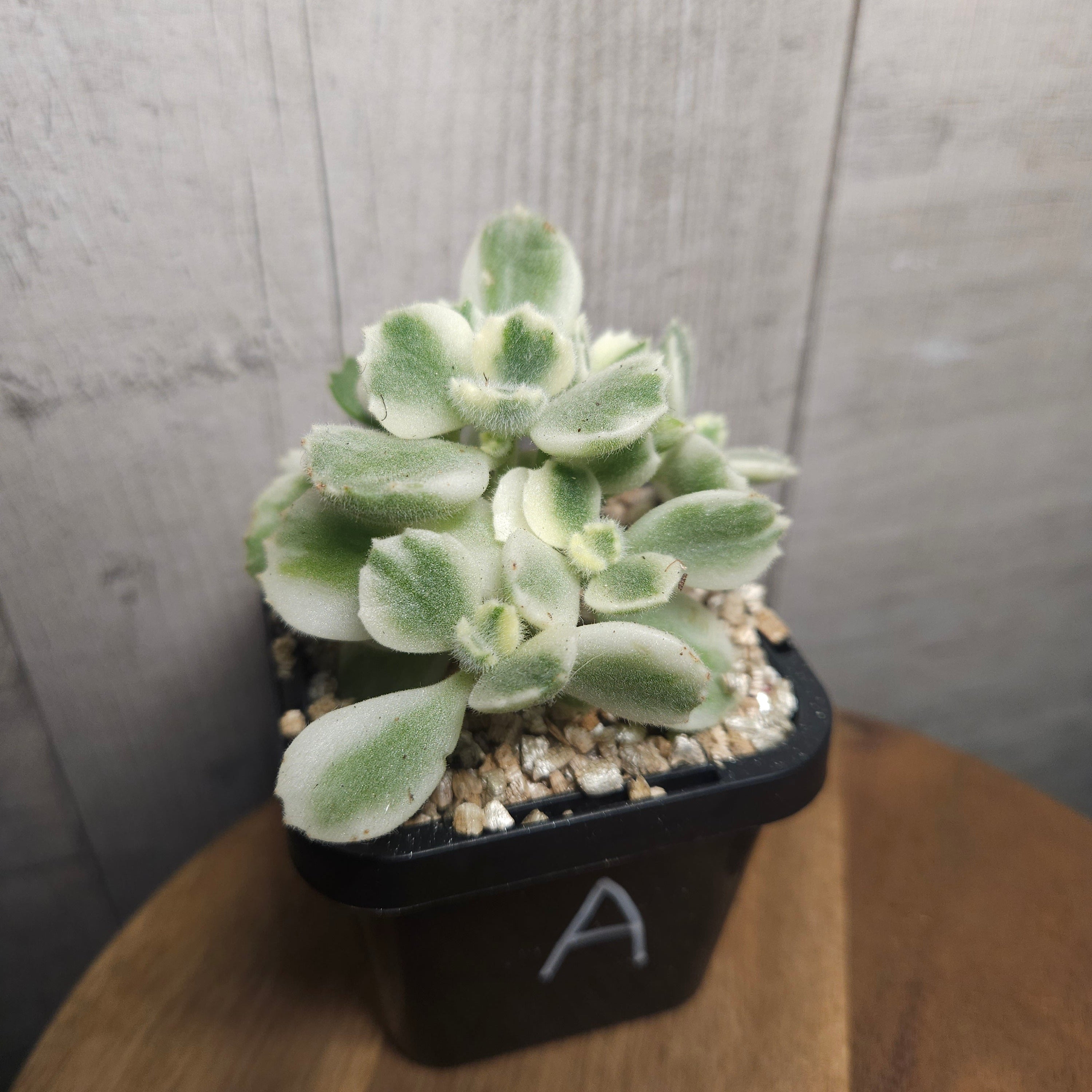 Cotyledon Tomentosa White Variegated Bears Paws