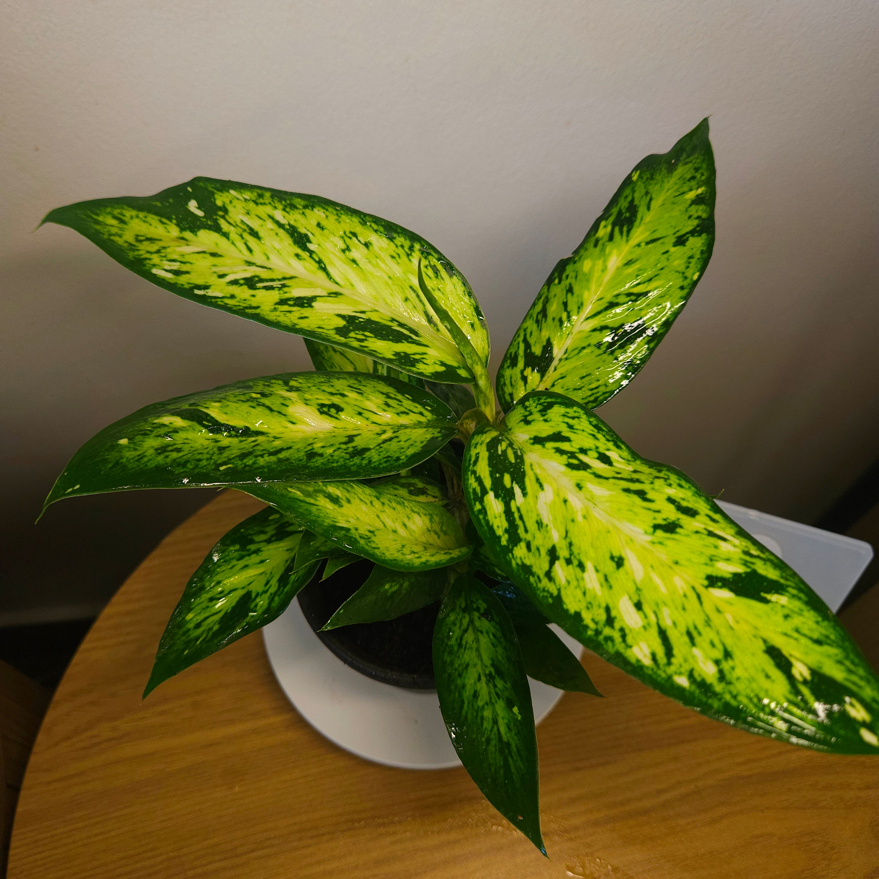 Dieffenbachia Star Bright