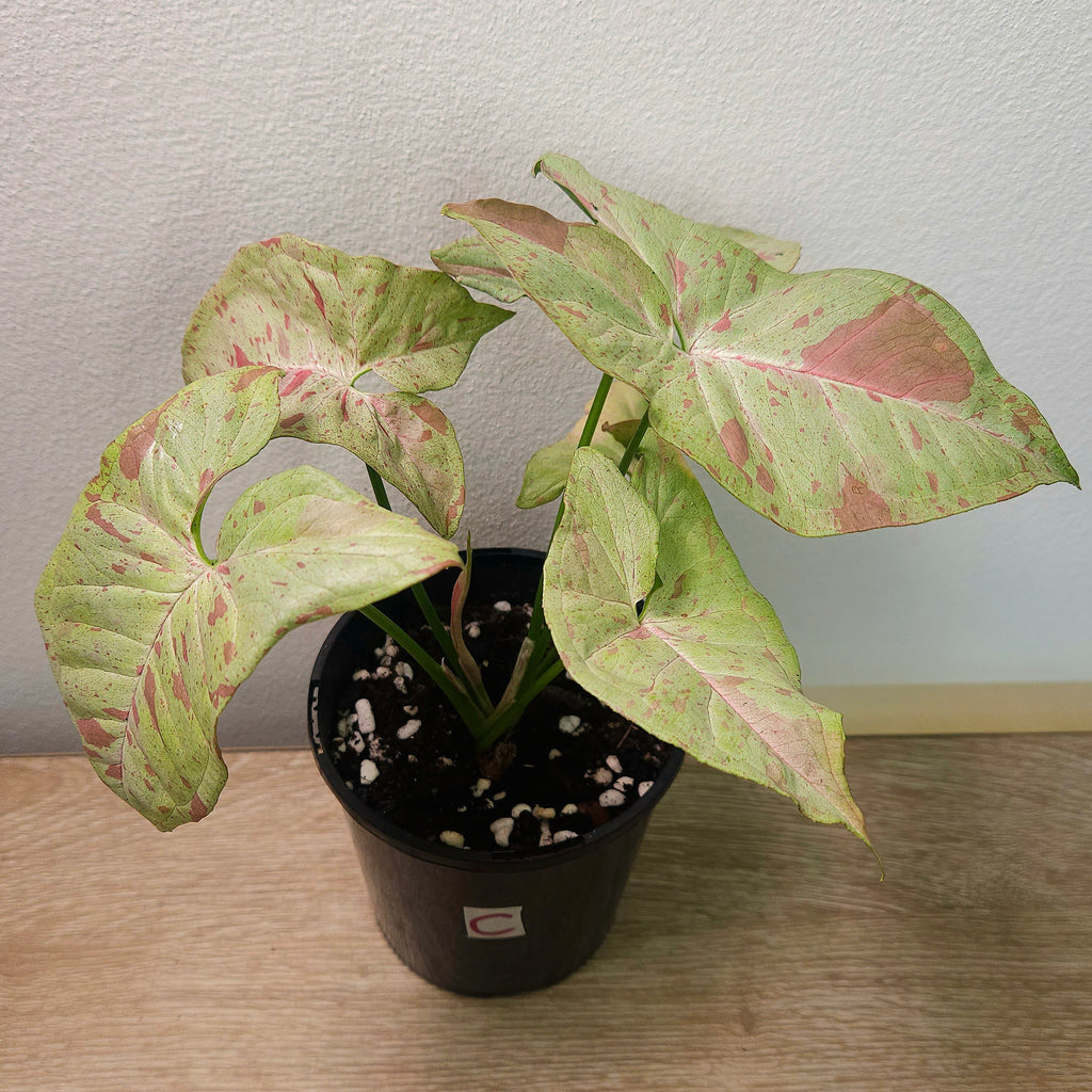 Syngonium Confetti – Pink Speckled Arrowhead Plant