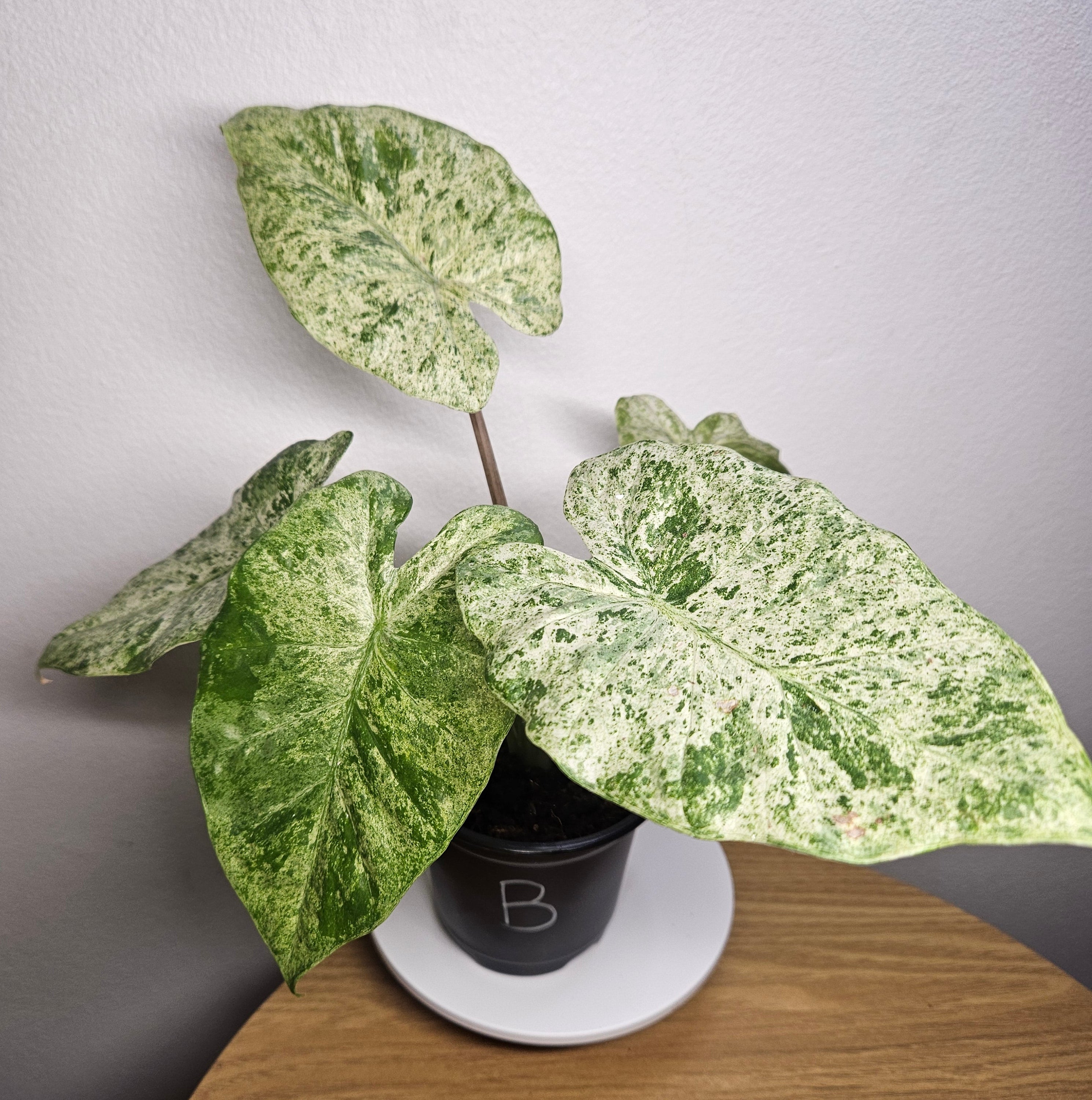 Alocasia odora batik ‘Splash’