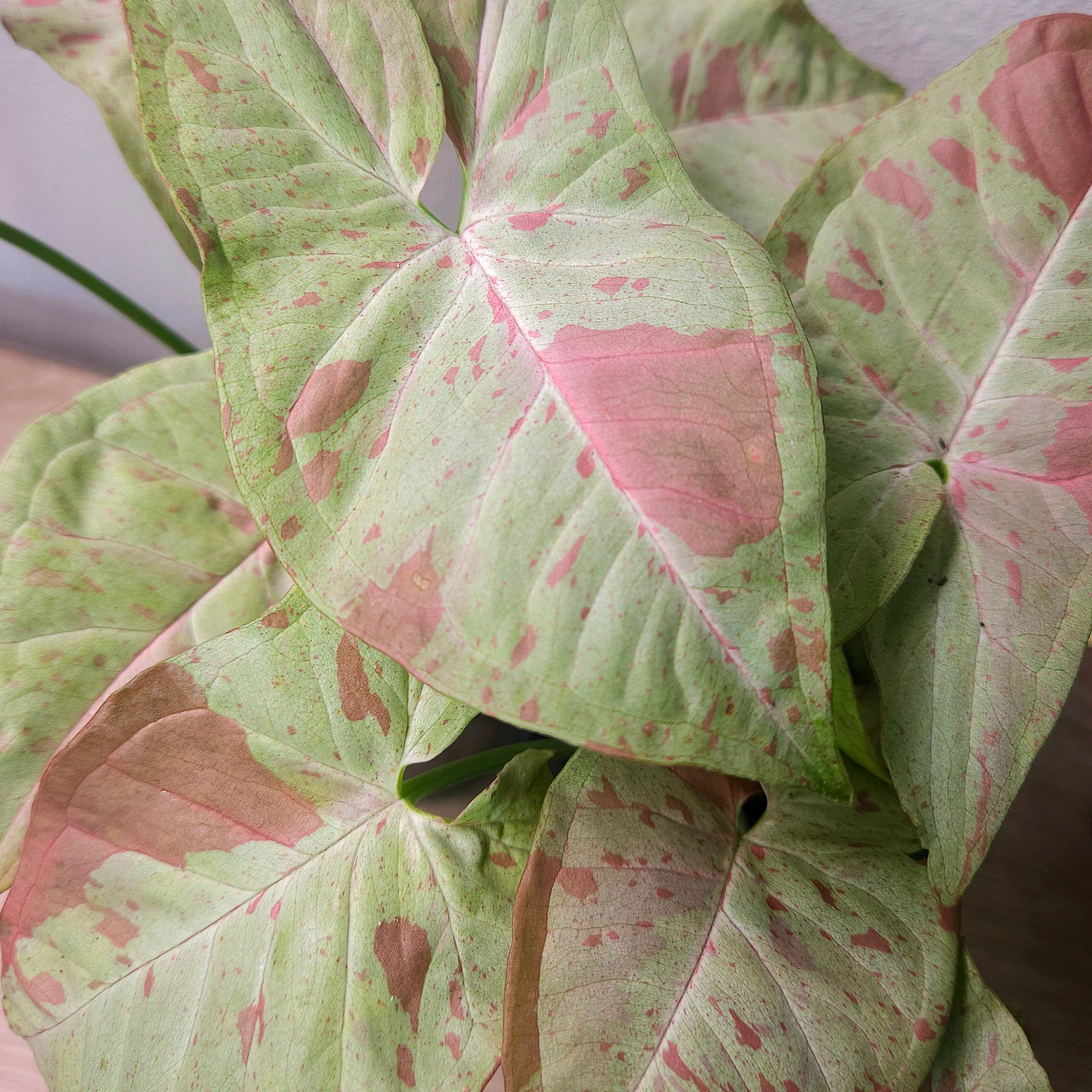 Syngonium Confetti – Pink Speckled Arrowhead Plant