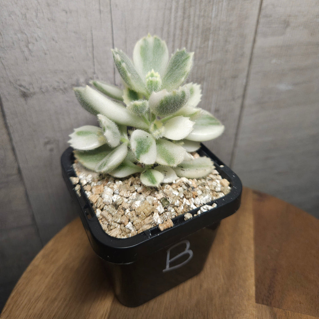 Cotyledon Tomentosa White Variegated Bears Paws