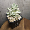 Cotyledon Tomentosa White Variegated Bears Paws
