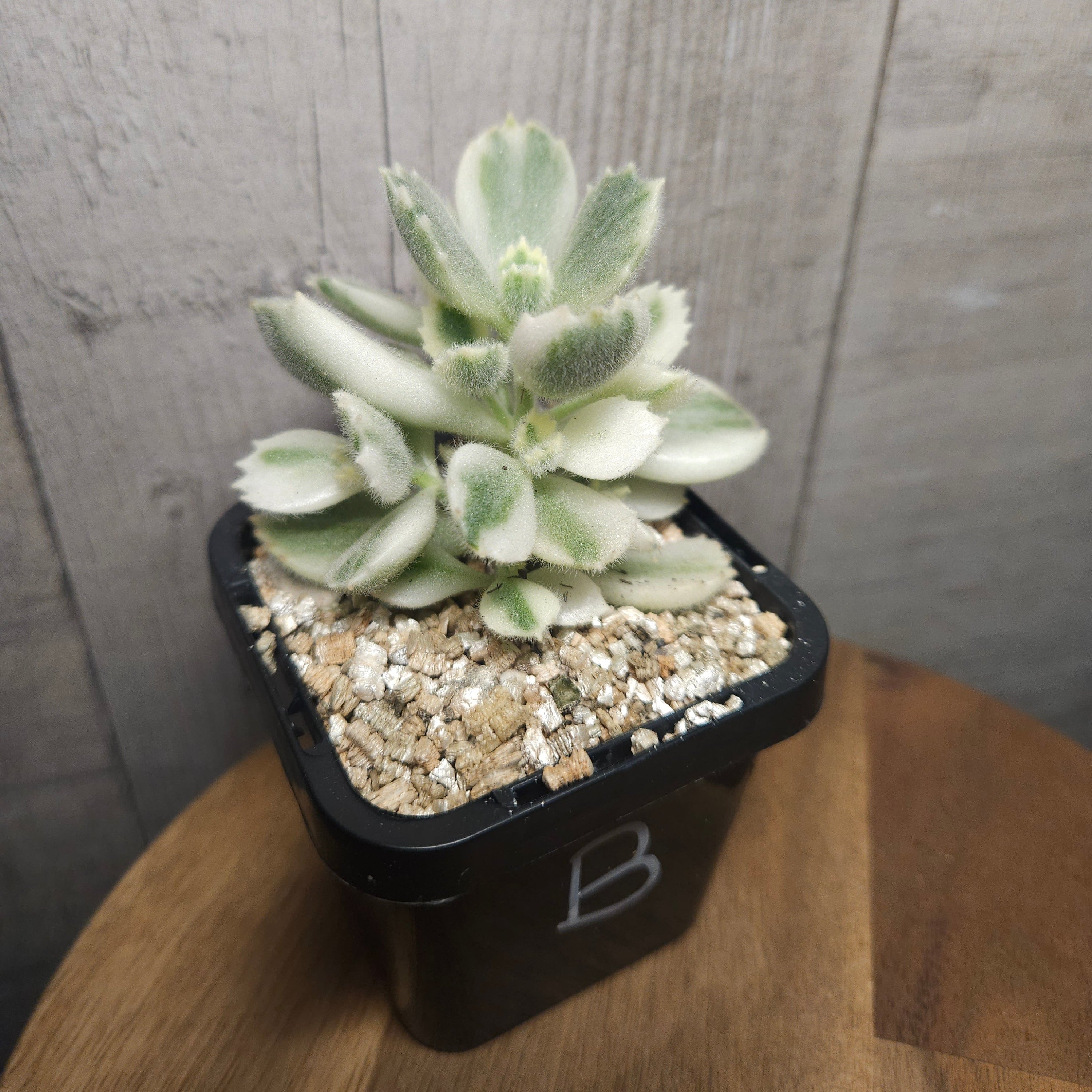 Cotyledon Tomentosa White Variegated Bears Paws