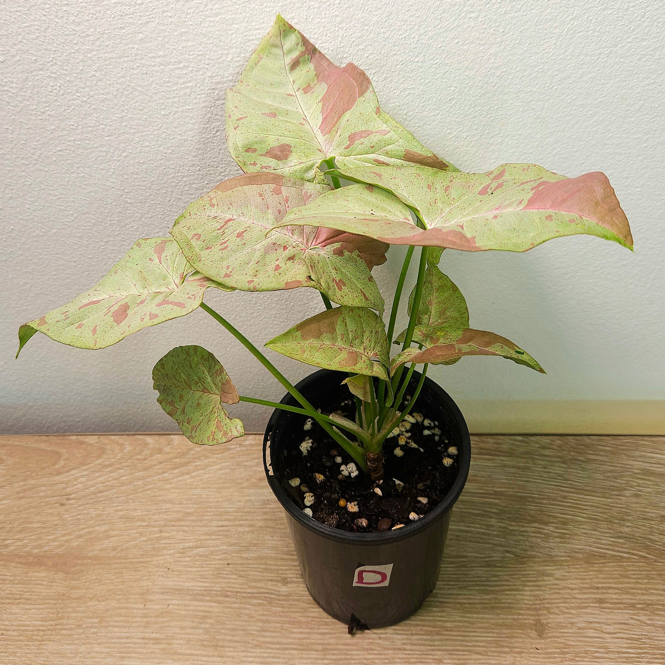 Syngonium Confetti – Pink Speckled Arrowhead Plant