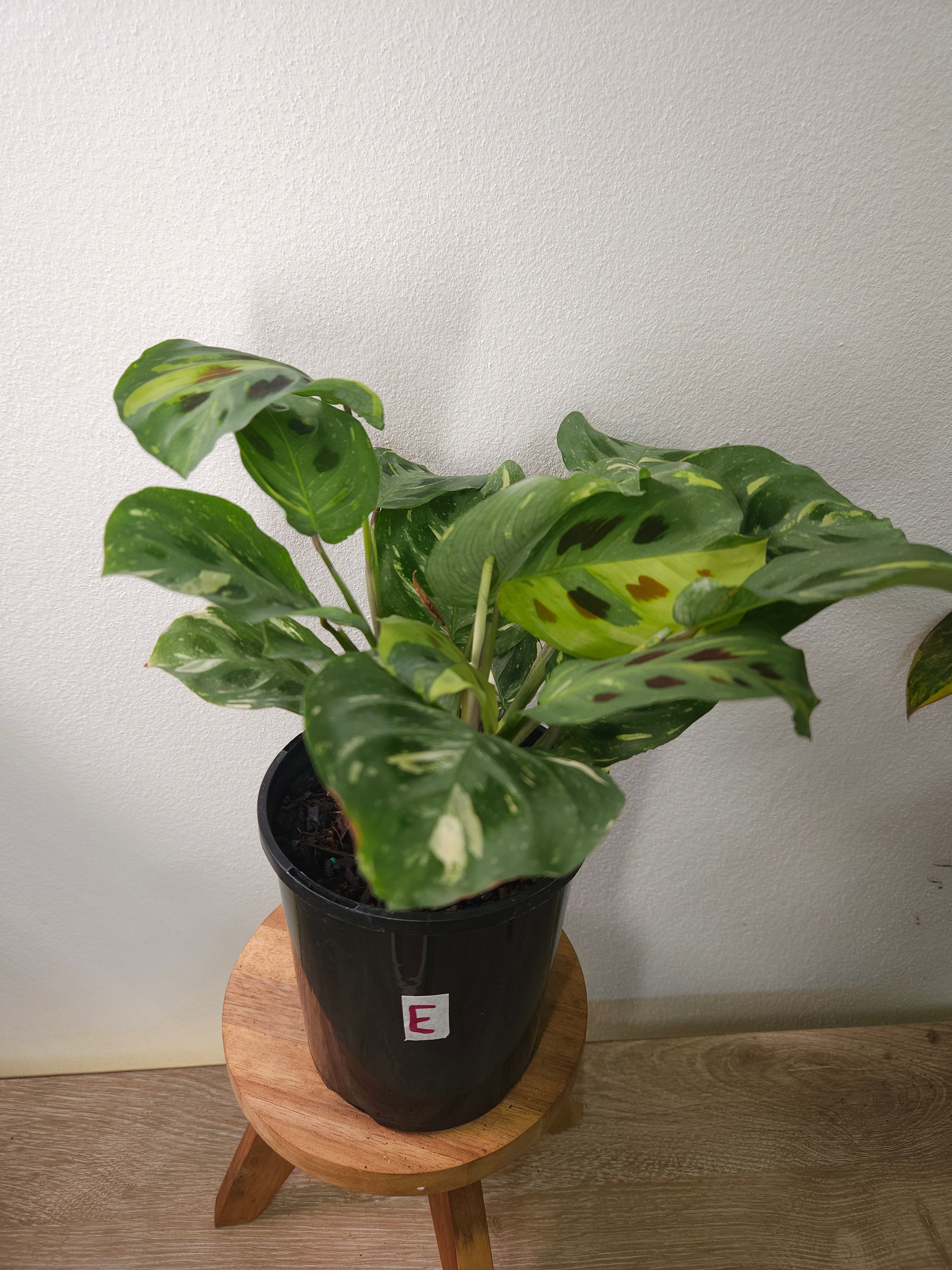 Maranta Kerchoveana Variegata – Rare Variegated Prayer Plant
