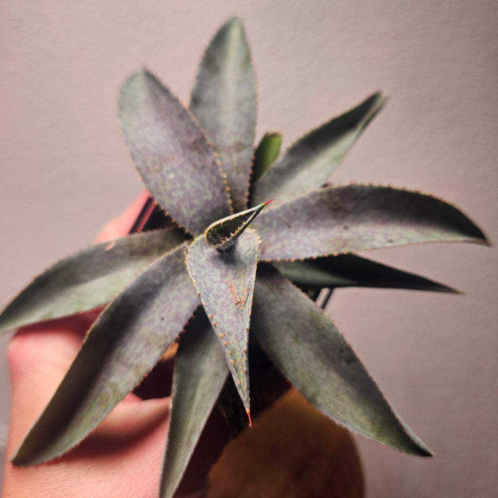Mangave Purple People Eater