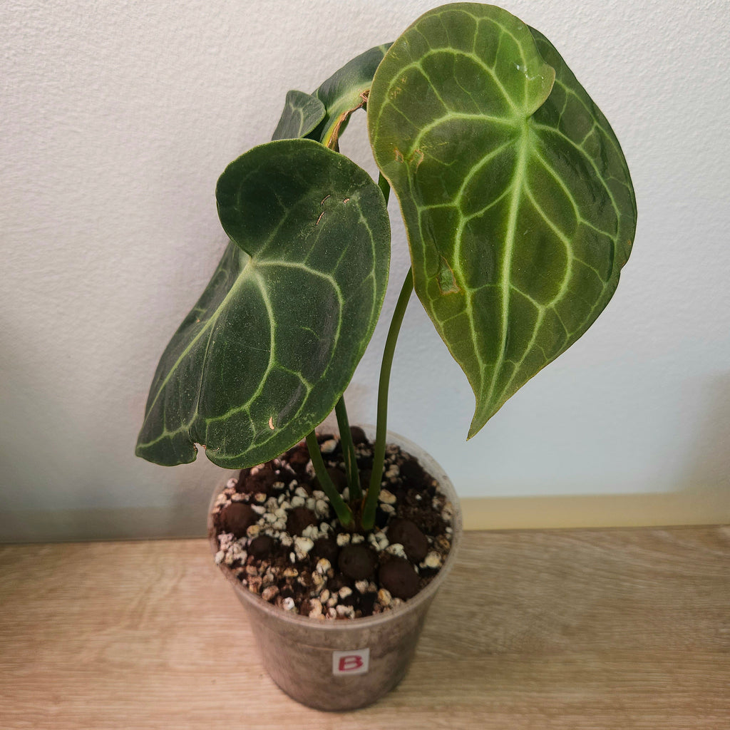 Anthurium clarinervium – Rare Velvet Leaf Anthurium