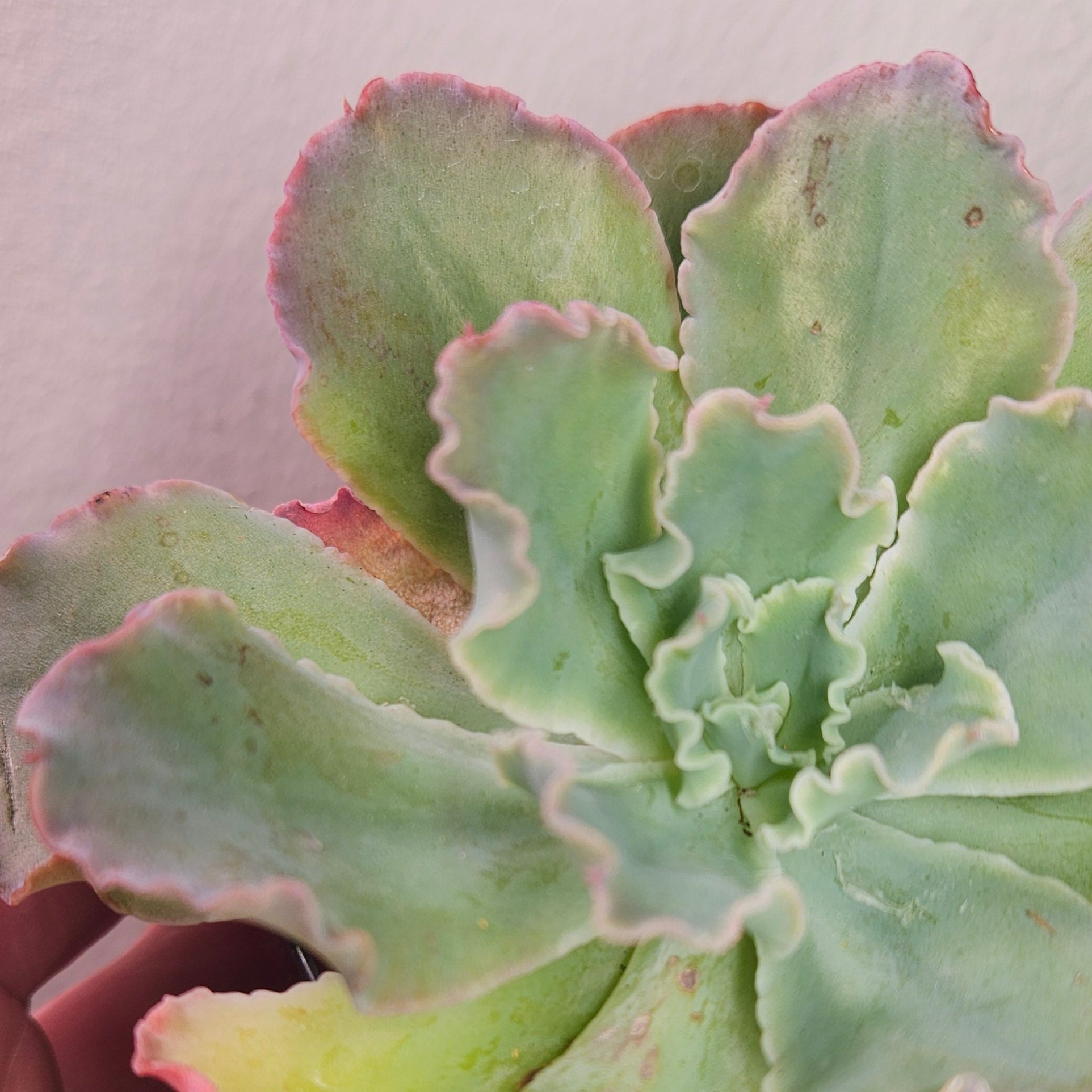 Echeveria ‘Blue Curls’ – Rare Frilled Succulent