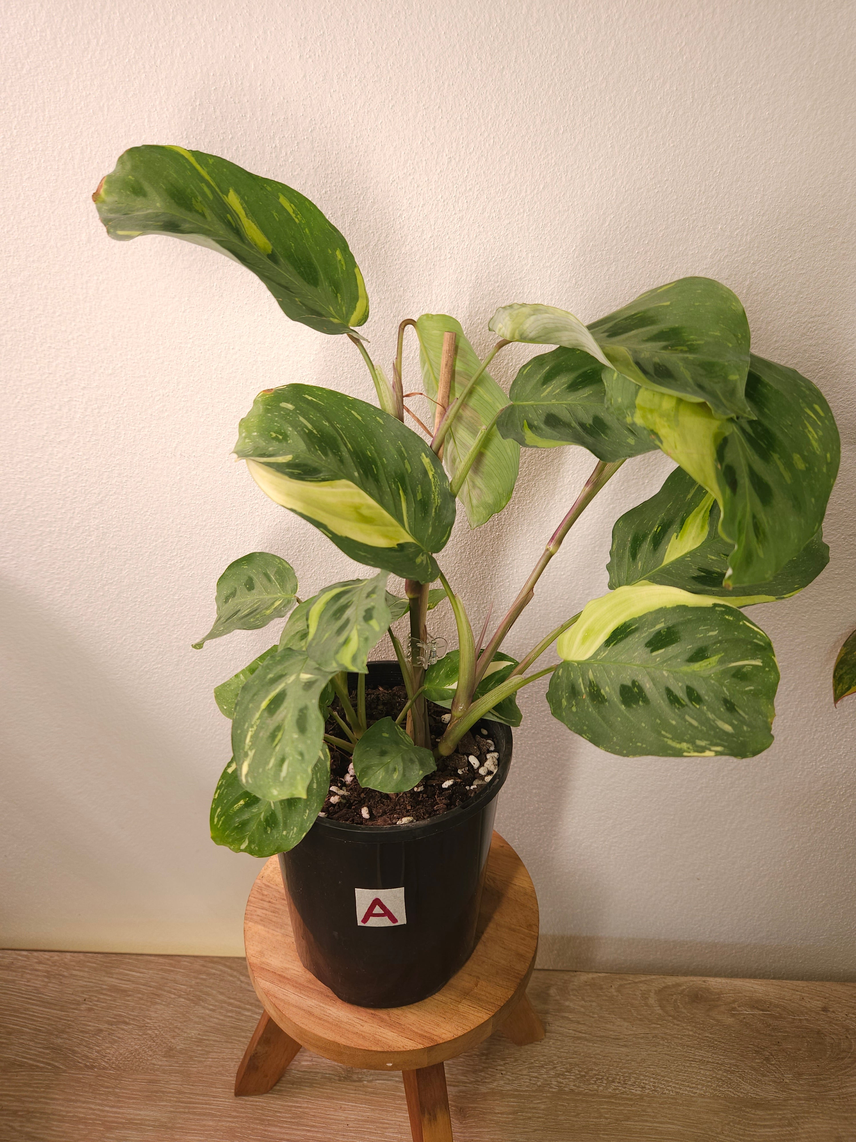 Maranta Kerchoveana Variegata – Rare Variegated Prayer Plant
