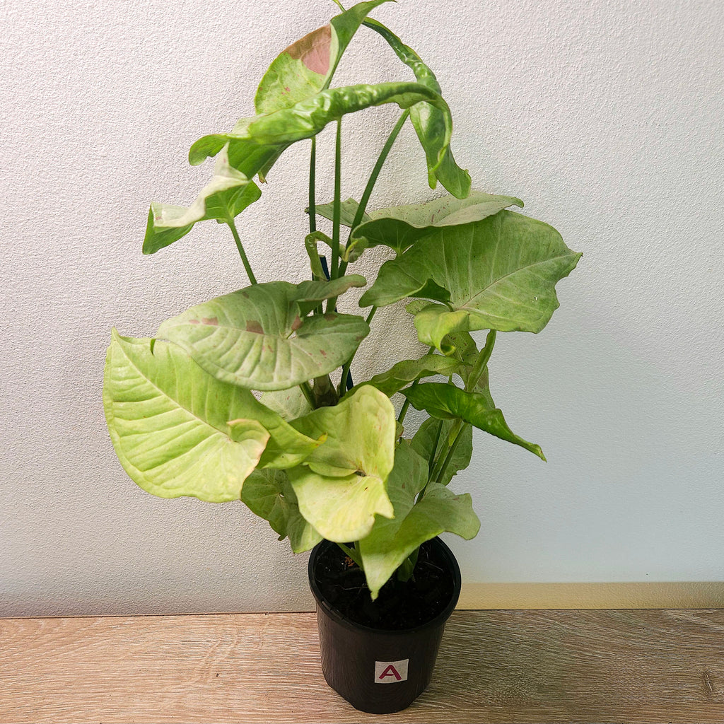 Syngonium Confetti – Pink Speckled Arrowhead Plant