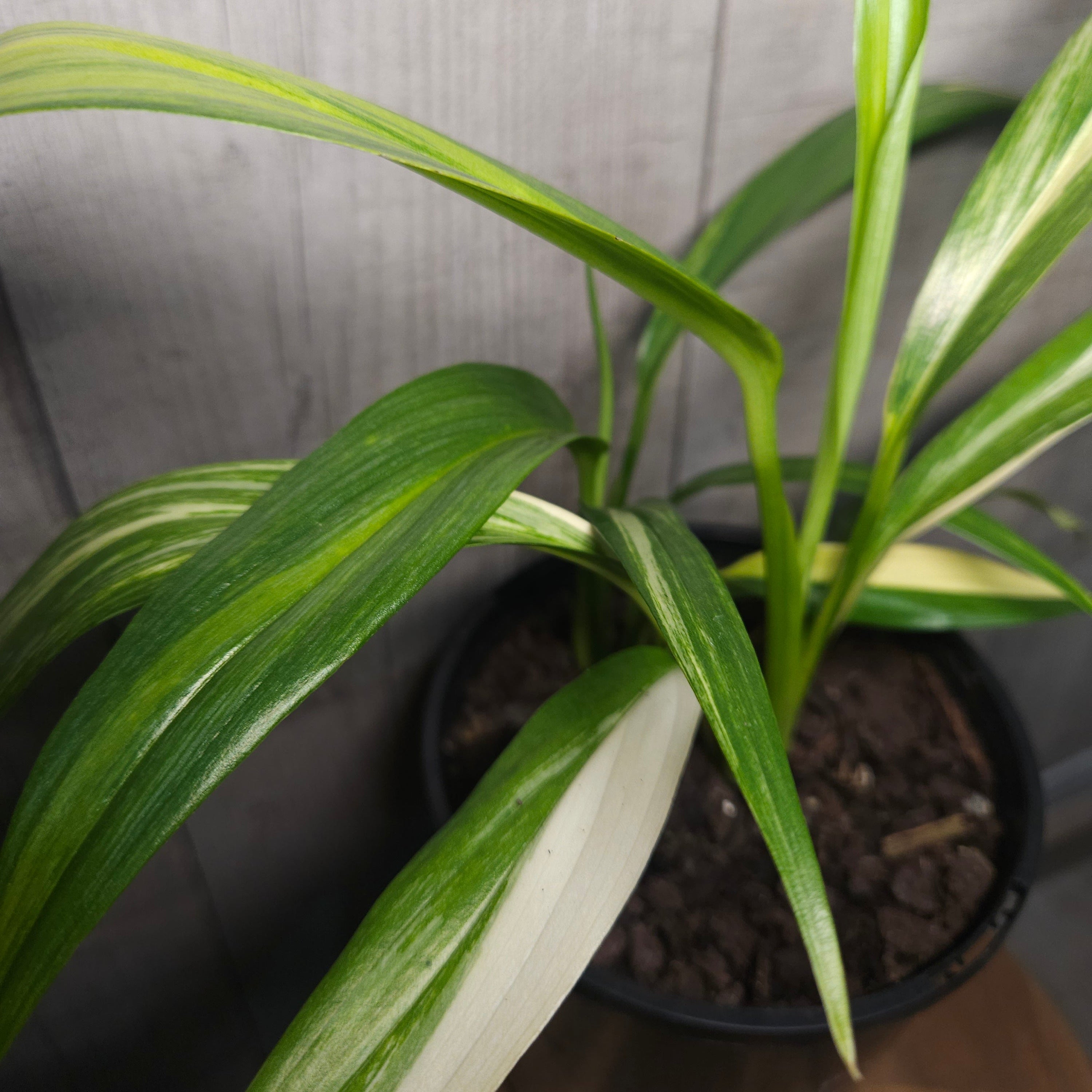 Epipremnum amplissimum ‘Variegated’ – Rare Variegated