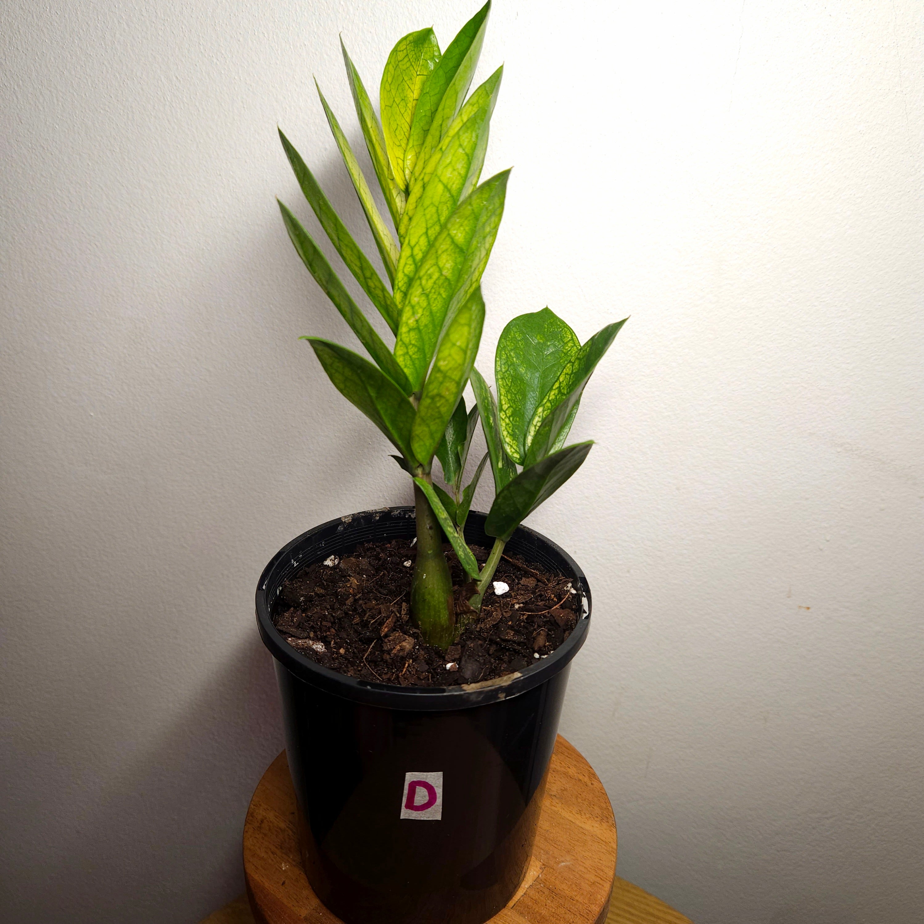 Variegated ZZ Plant ‘Akebono’ – Rare Colour-Changing Zamioculcas