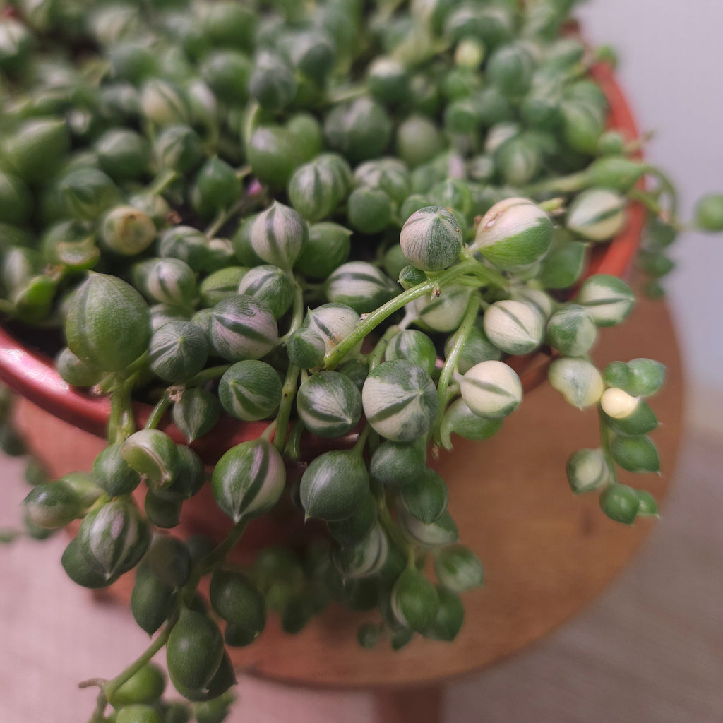 Variegated String of Pearls (Senecio rowleyanus variegata)