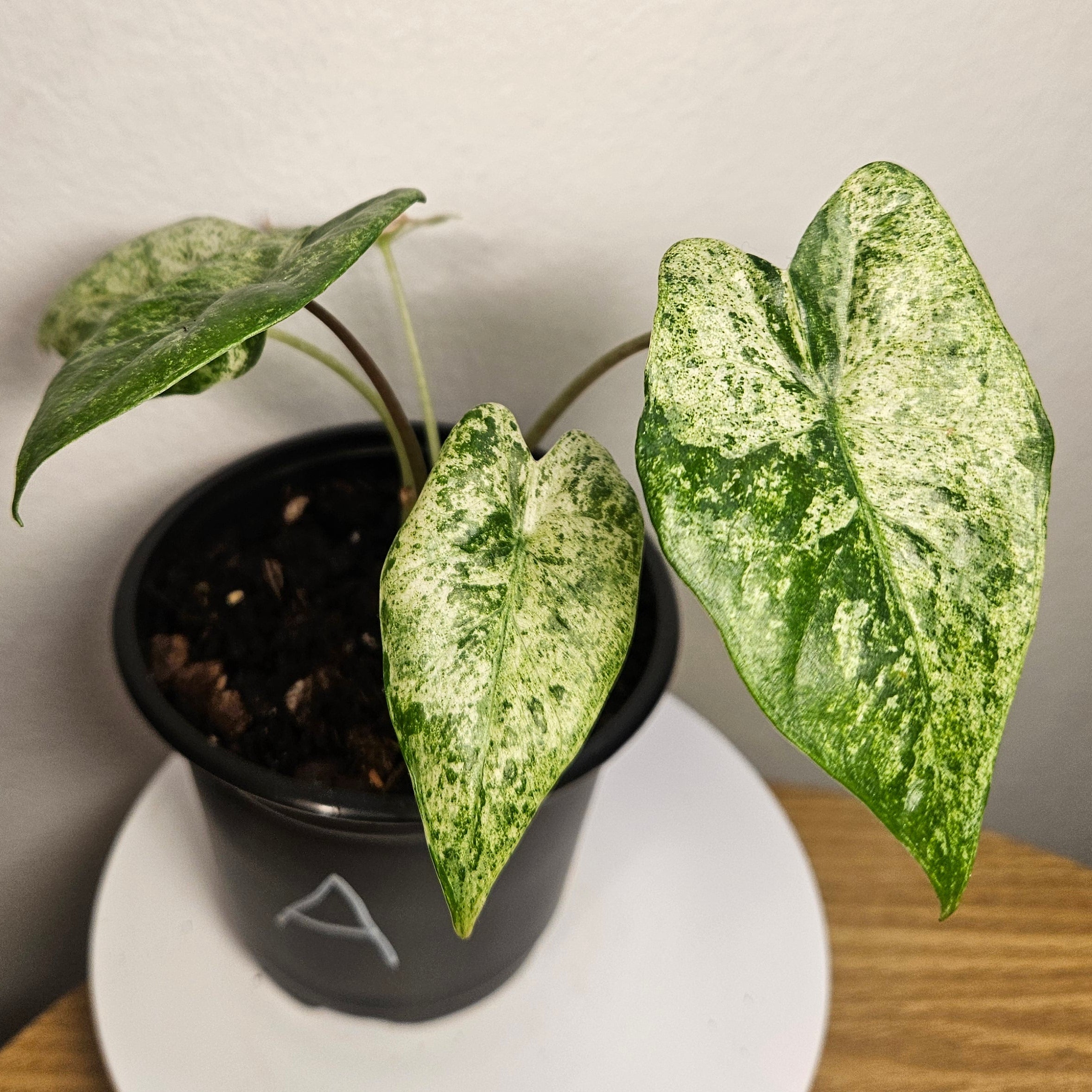 Alocasia odora batik ‘Splash’