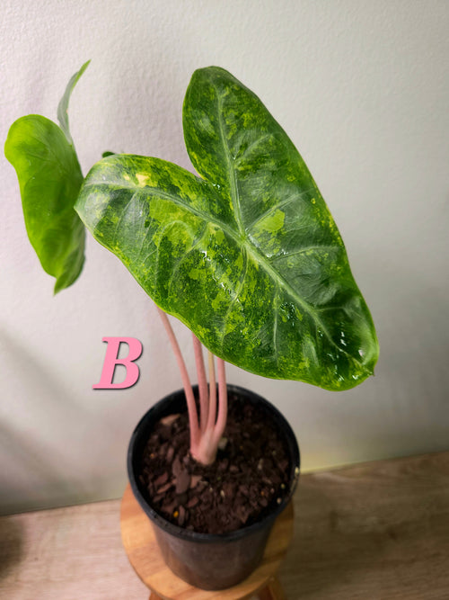 Alocasia Pink Dragon ‘Block Brocade’ Variegated