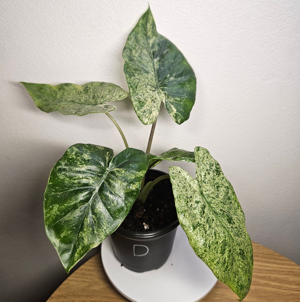 Alocasia odora batik ‘Splash’