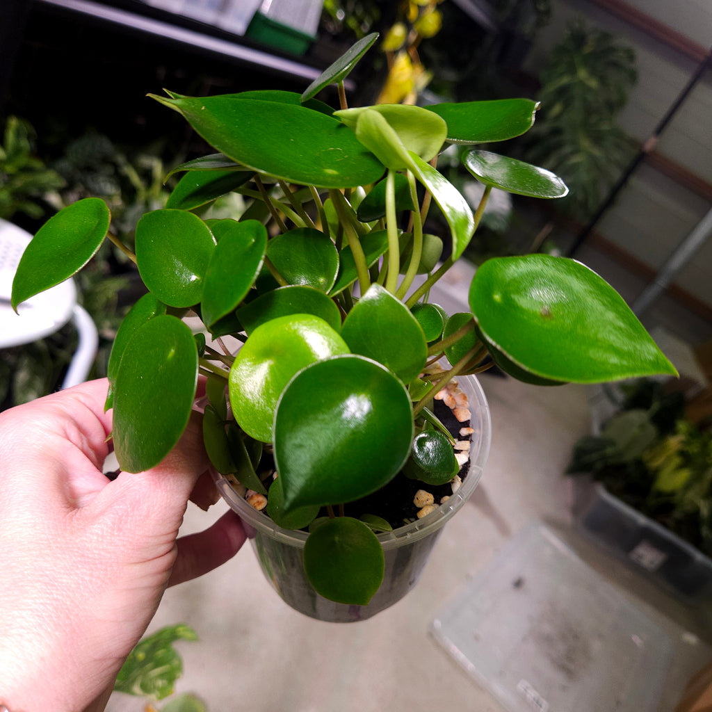 Peperomia polybotra 'Raindrops' CLEARANCE