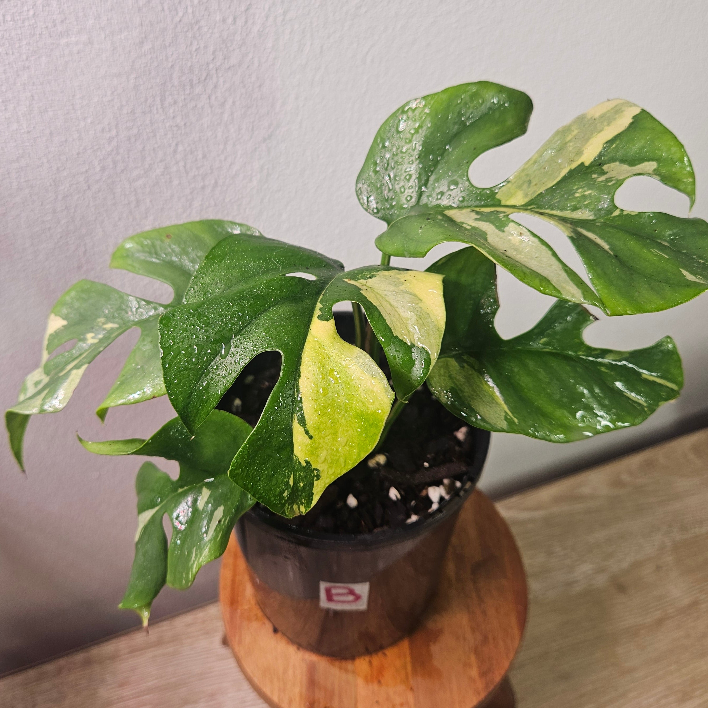 Variegated Mini Monstera – Rhaphidophora tetrasperma Variegata