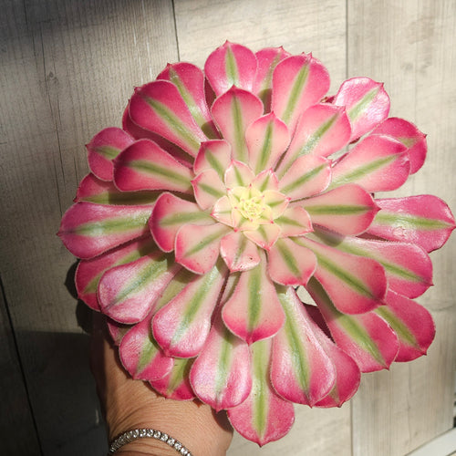Aeonium Pink Witch 18cm dia