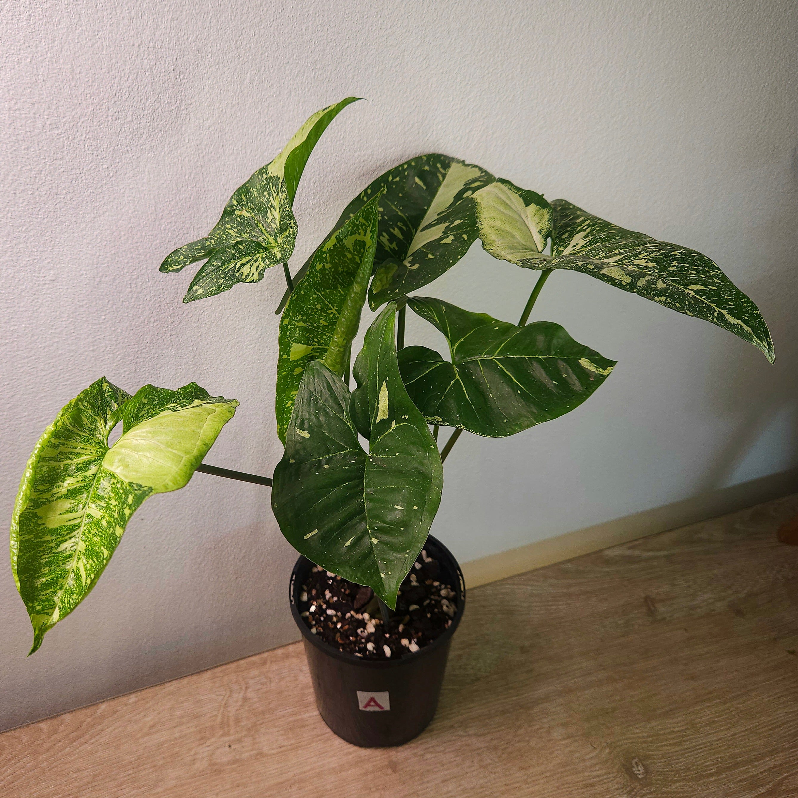 Syngonium Panda – Rare Speckled Variegated Arrowhead Plant