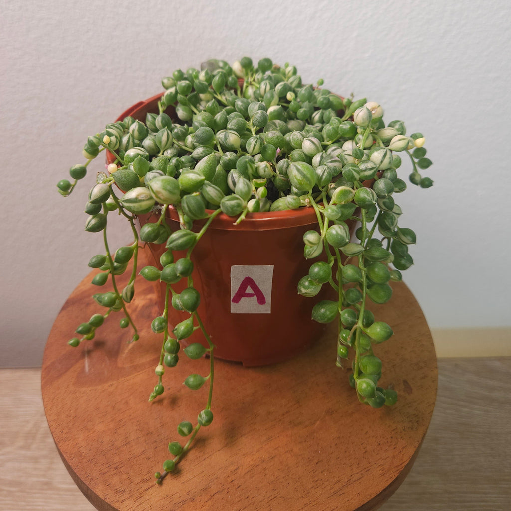 Variegated String of Pearls (Senecio rowleyanus variegata)