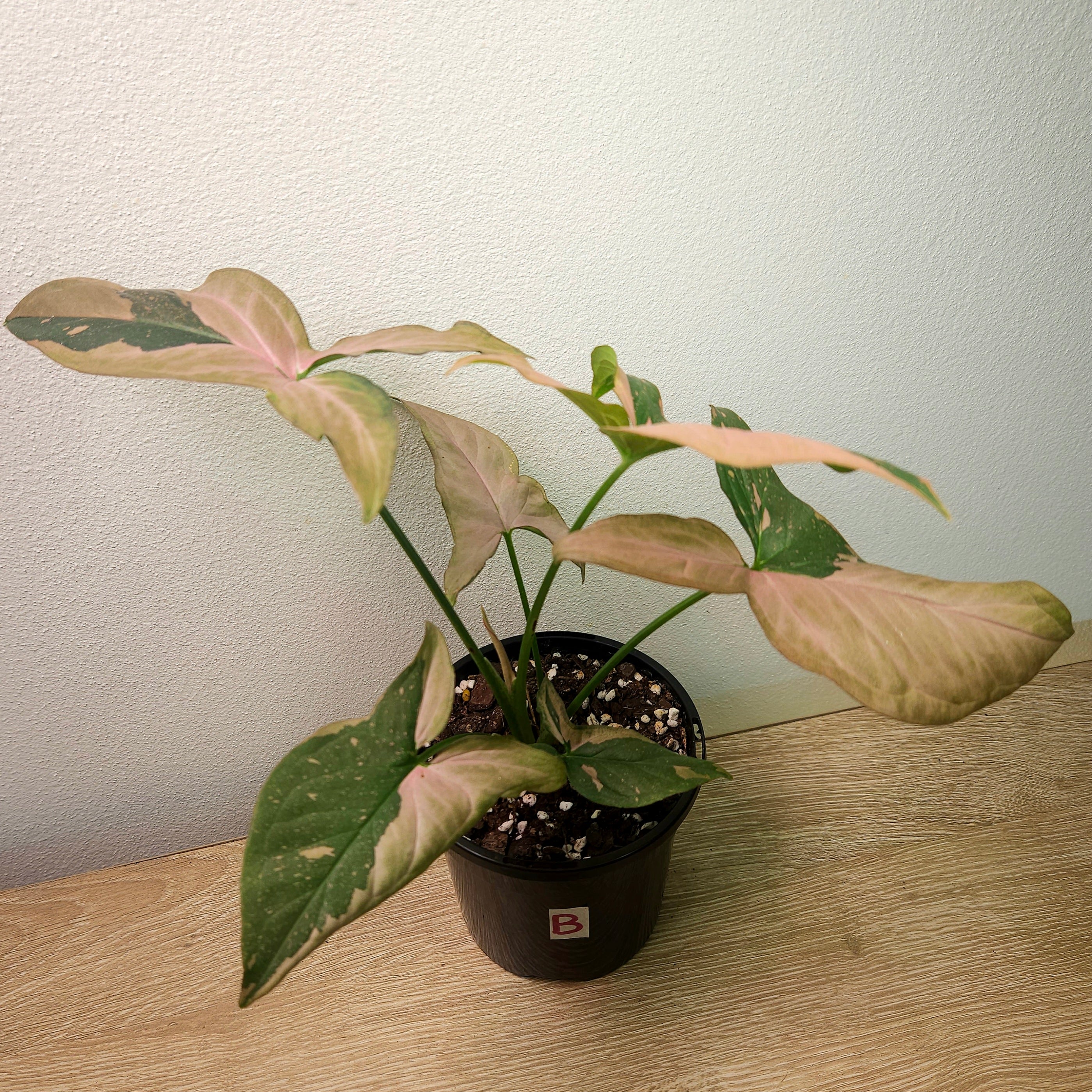 Syngonium Red Spot – Rare Pink Speckled Arrowhead Plant