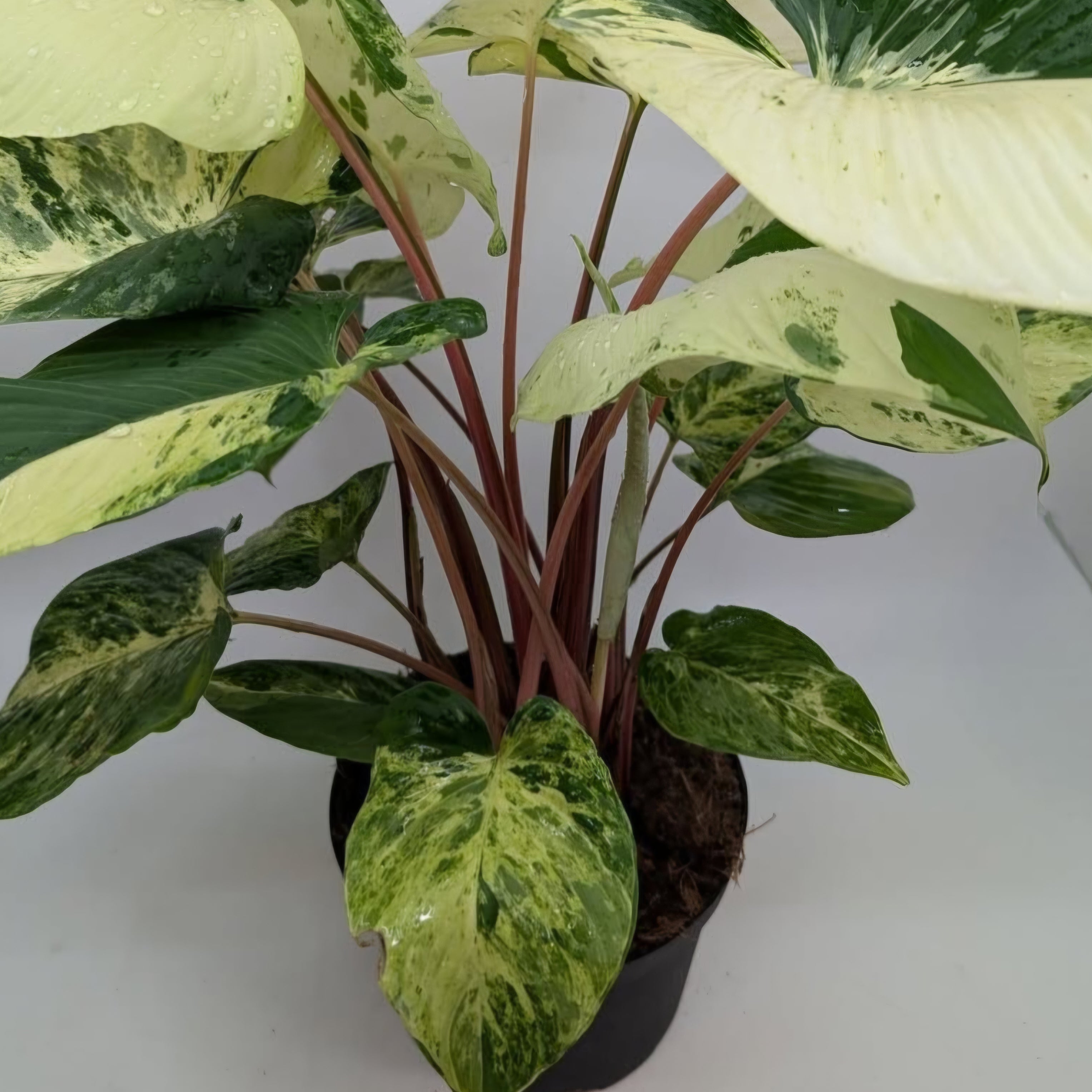 Homalomena Red Stem Variegated