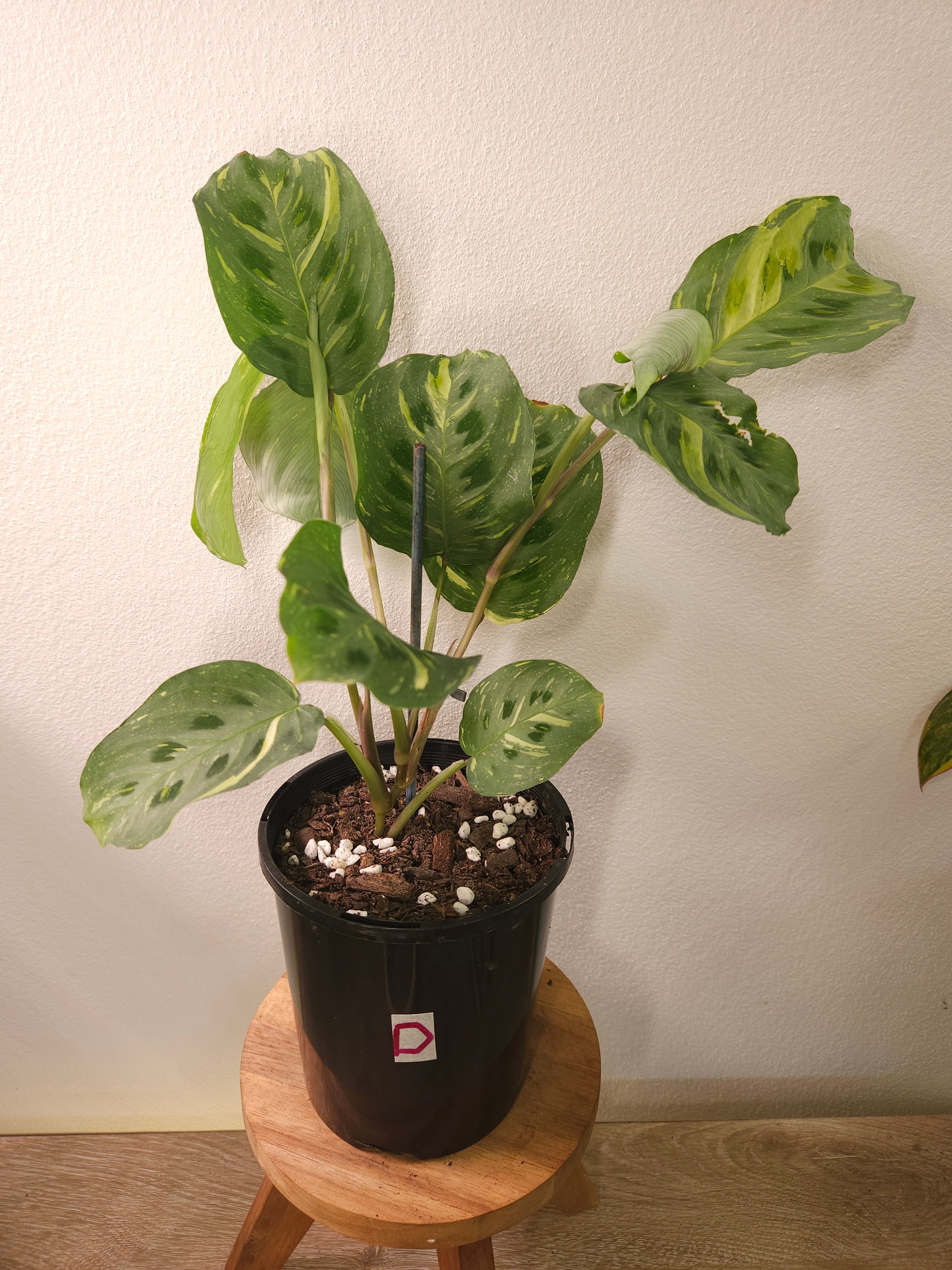 Maranta Kerchoveana Variegata – Rare Variegated Prayer Plant