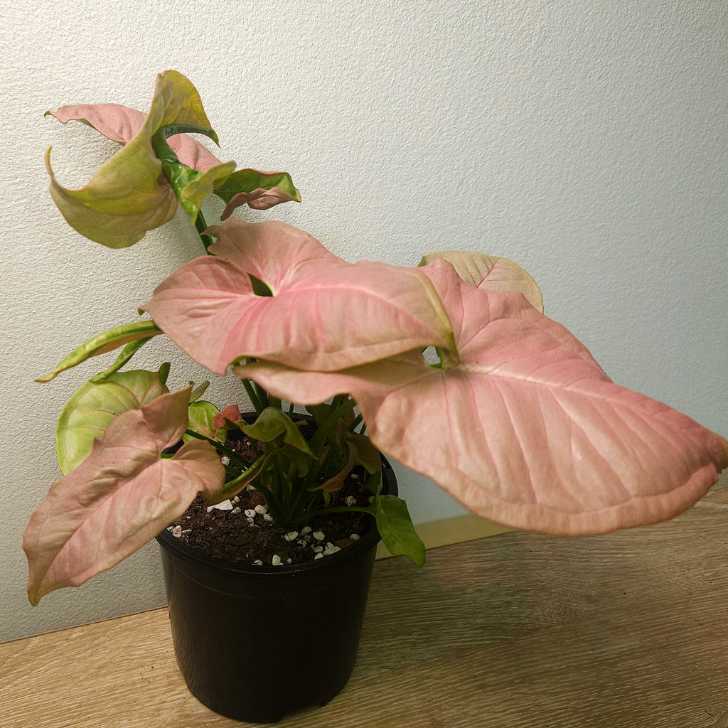 Syngonium Neon – Soft Pink Arrowhead Plant (Neon Robusta)