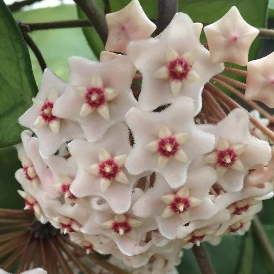 Hoya fungii – Rare Fast-Growing Wax Plant