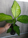 Dieffenbachia ‘Milky Way'