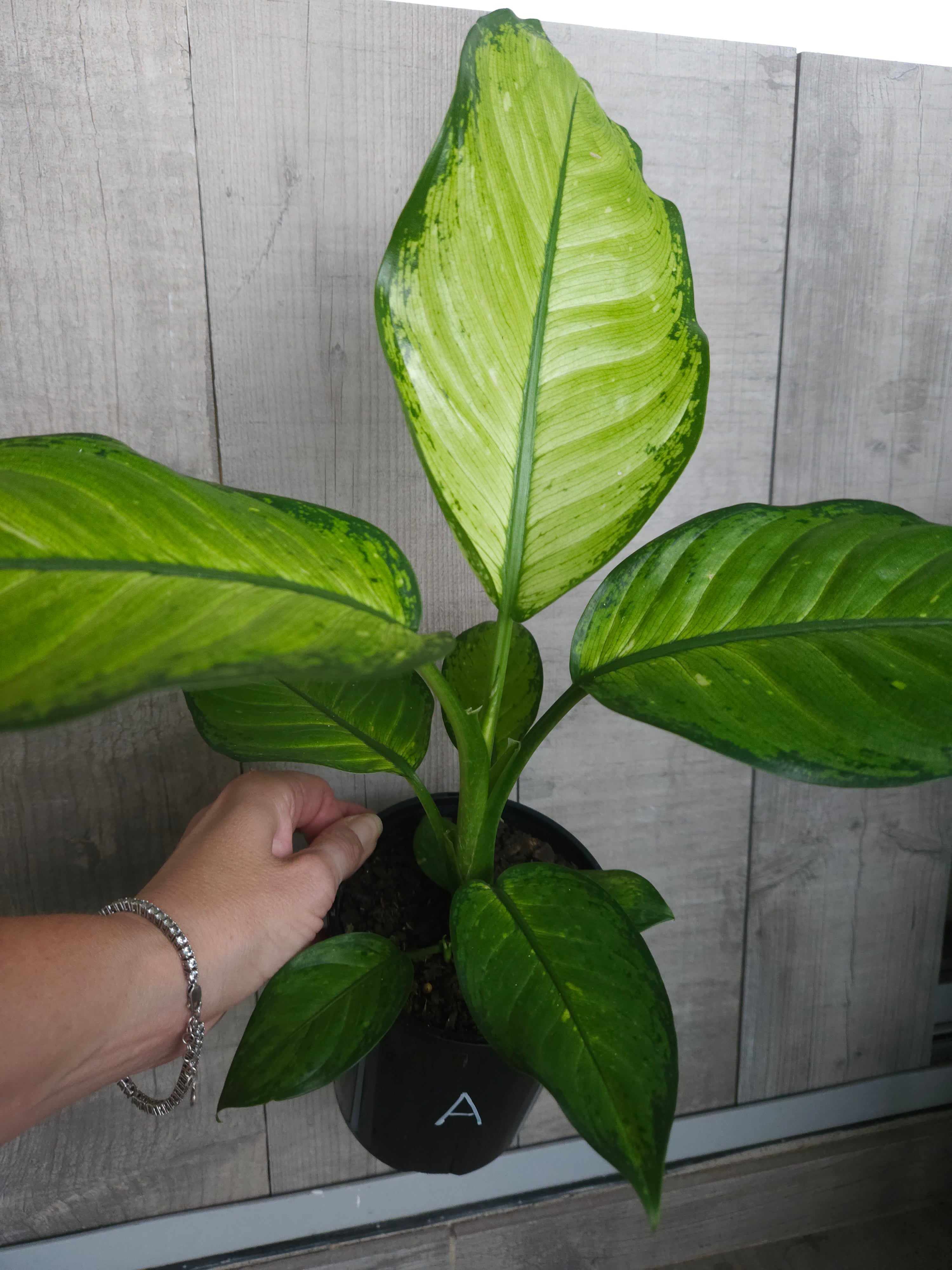 Dieffenbachia ‘Milky Way'