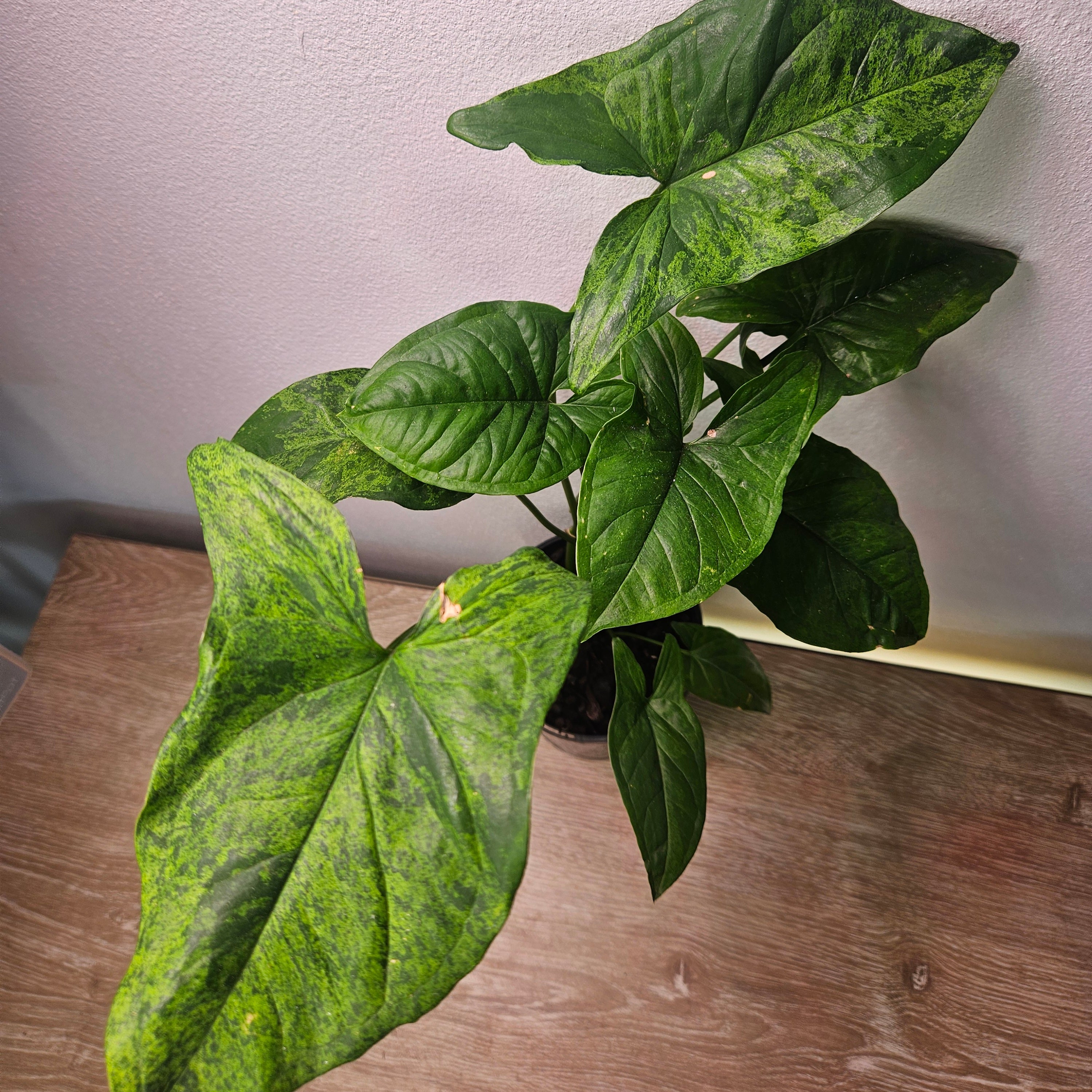 Syngonium Mojito – Rare Speckled Variegated Arrowhead Plant