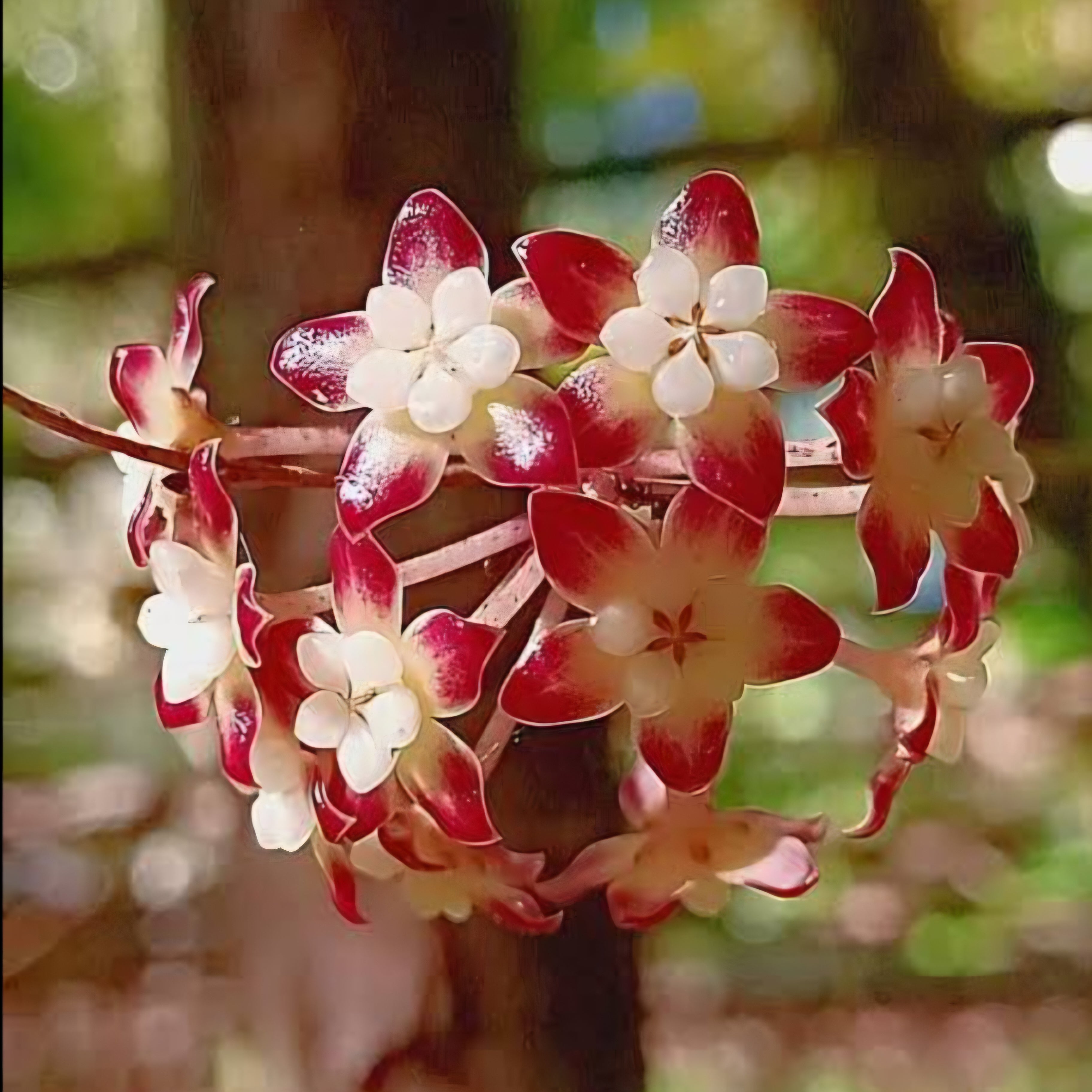 Hoya Callistophylia Ranauensis