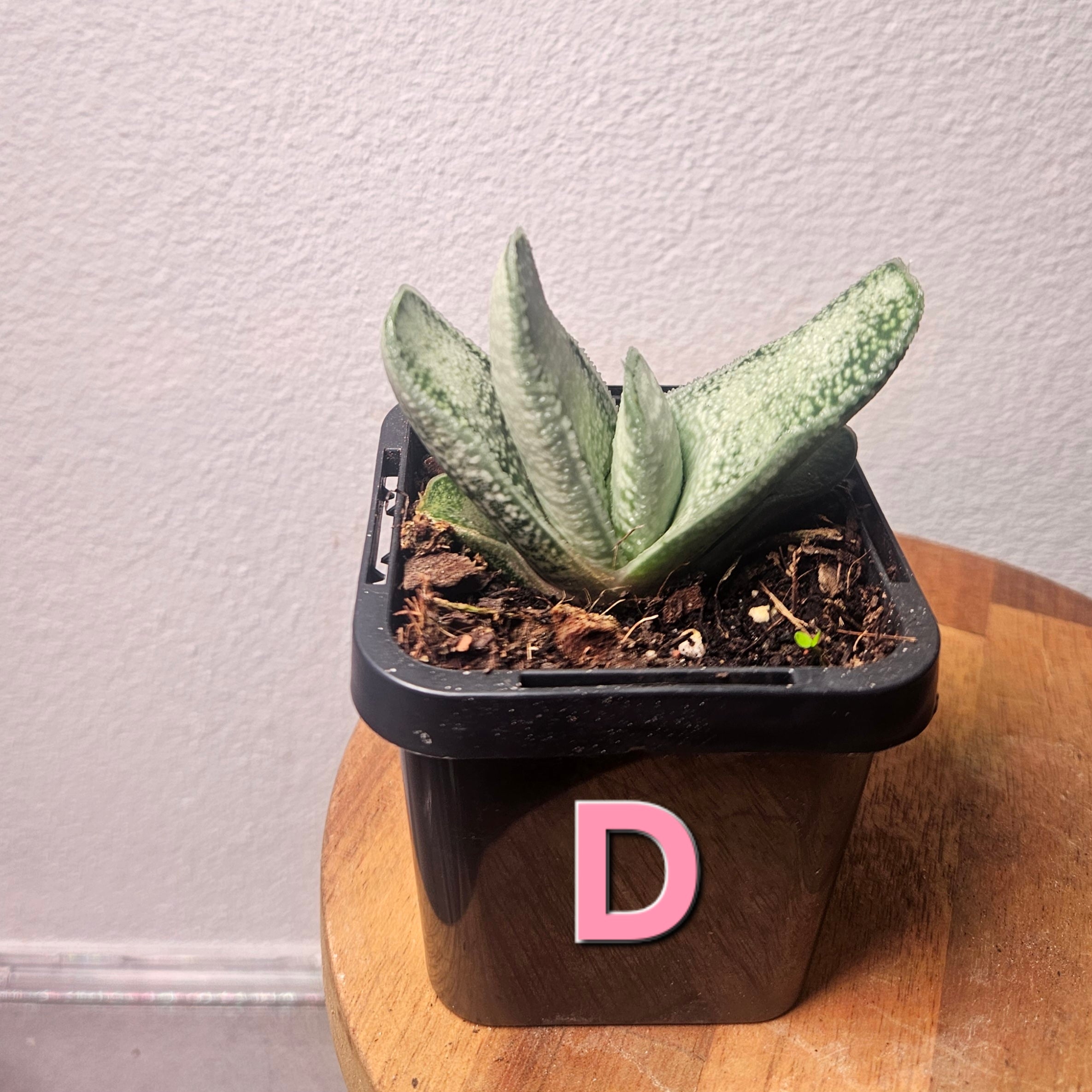 Gasteria batesiana ‘Ox Tongue’ – Rare Gasteria Succulent