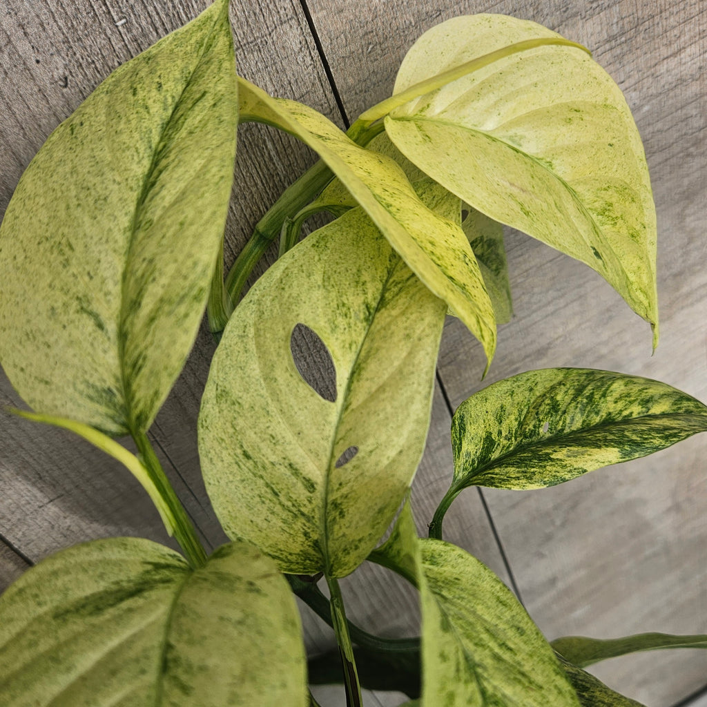Monstera Laniata Variegated – Rare Variegated Fenestrated Monstera