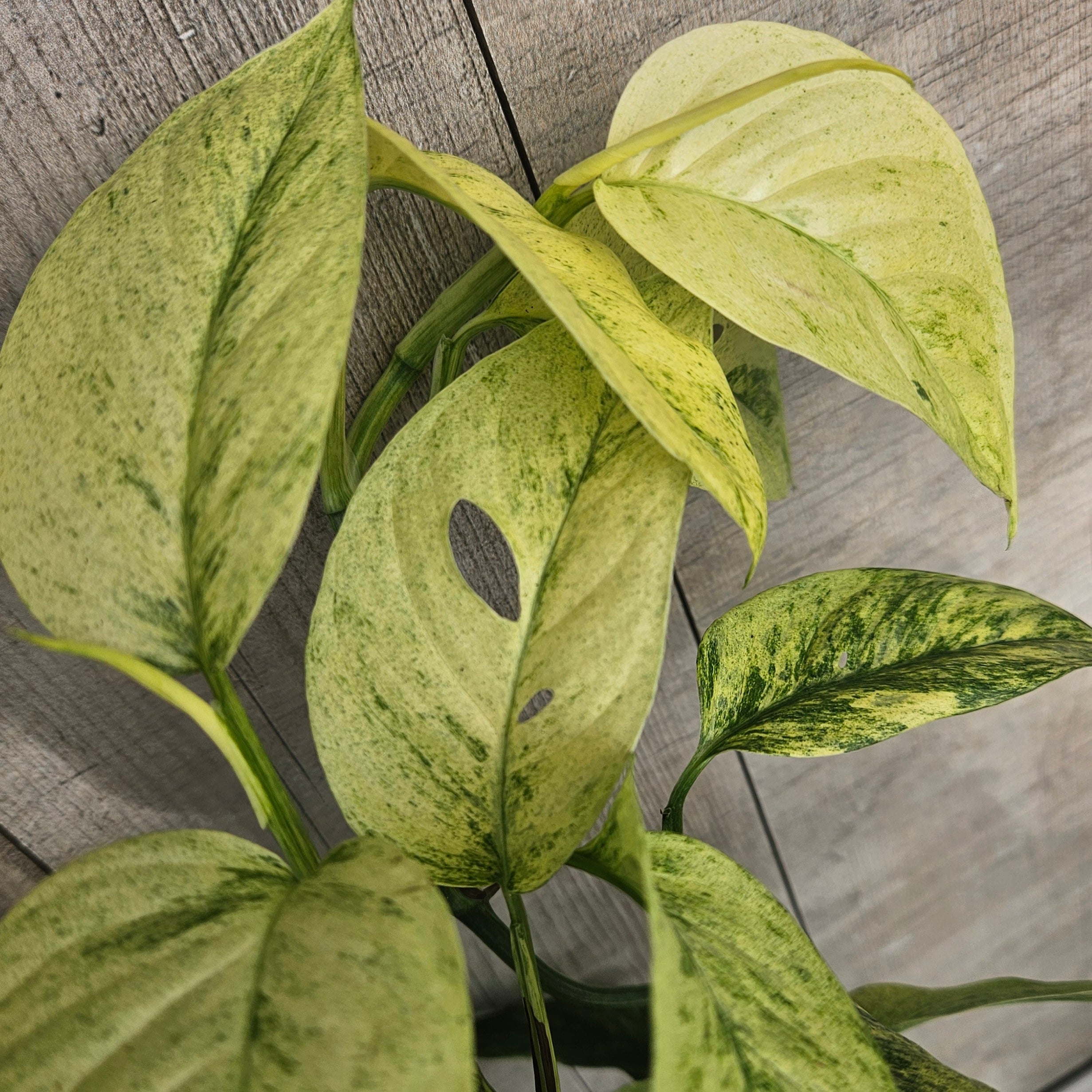 Monstera Laniata Variegated – Rare Variegated Fenestrated Monstera
