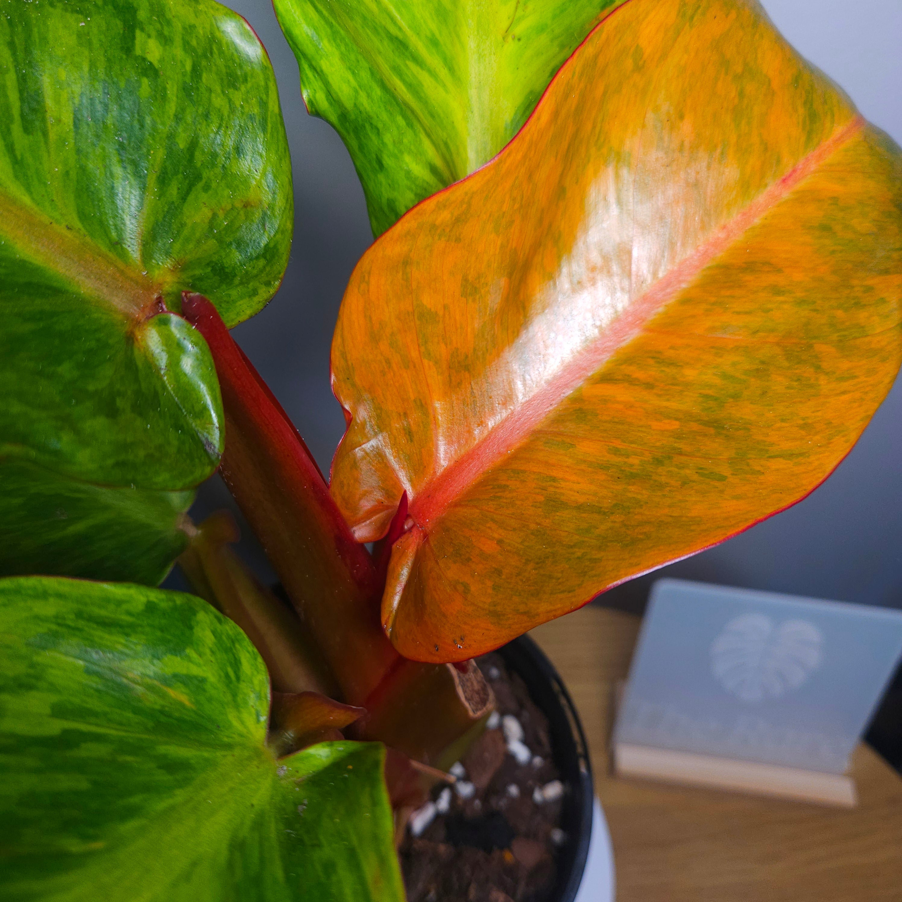 Philodendron Orange Marmalade – Rare Variegated Colour-Changing Aroid
