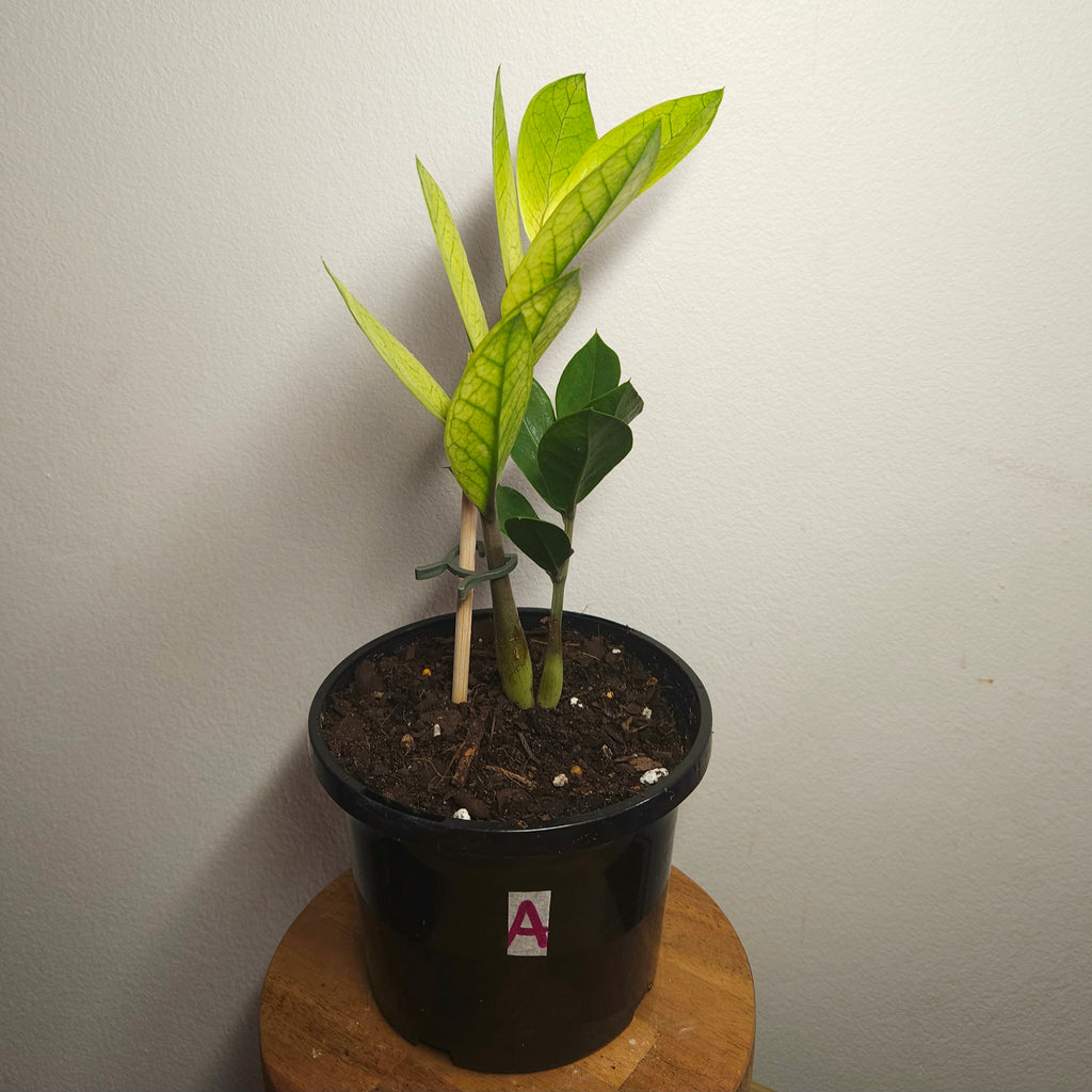 Variegated ZZ Plant ‘Akebono’ – Rare Colour-Changing Zamioculcas