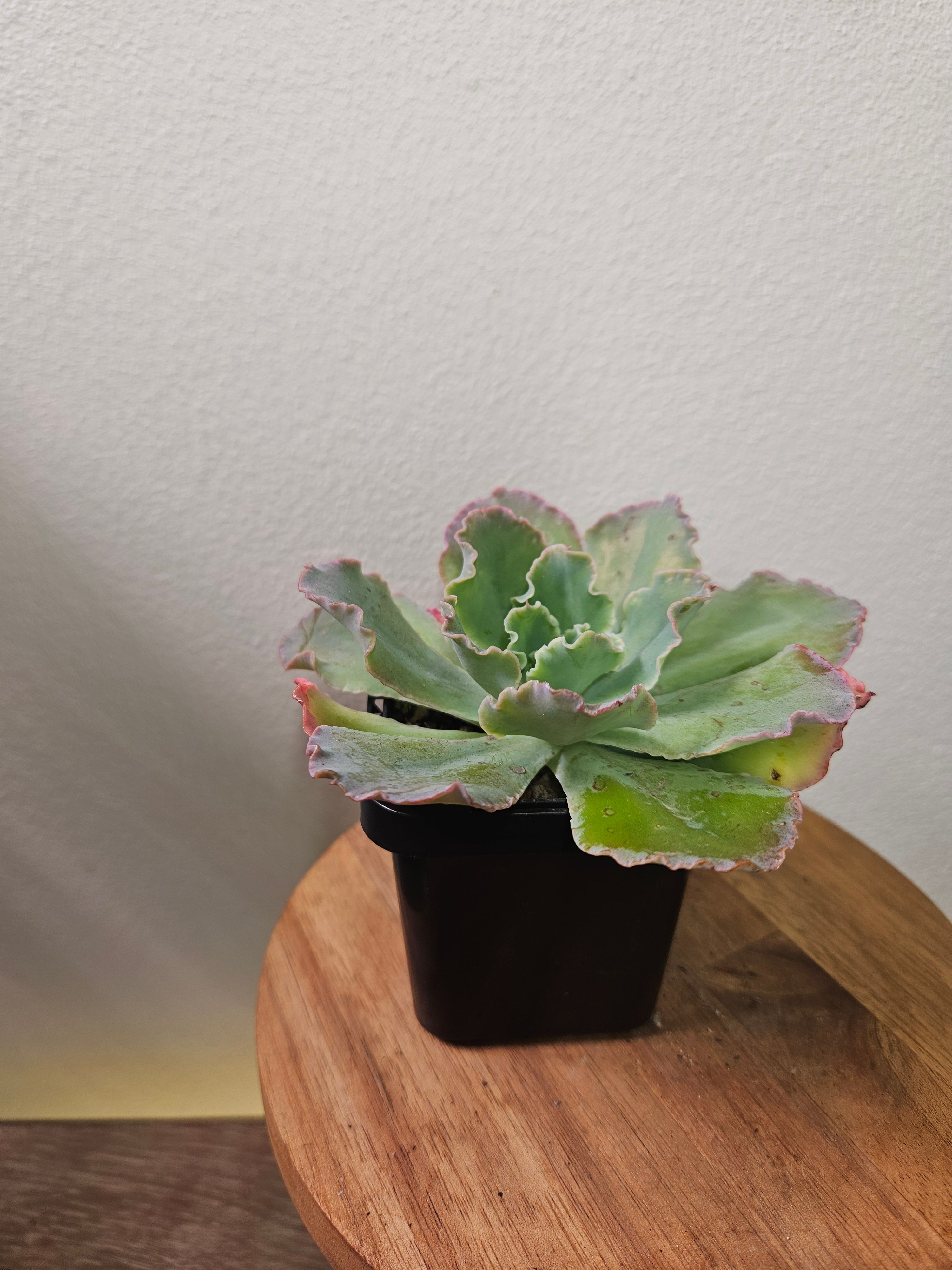 Echeveria ‘Blue Curls’ – Rare Frilled Succulent